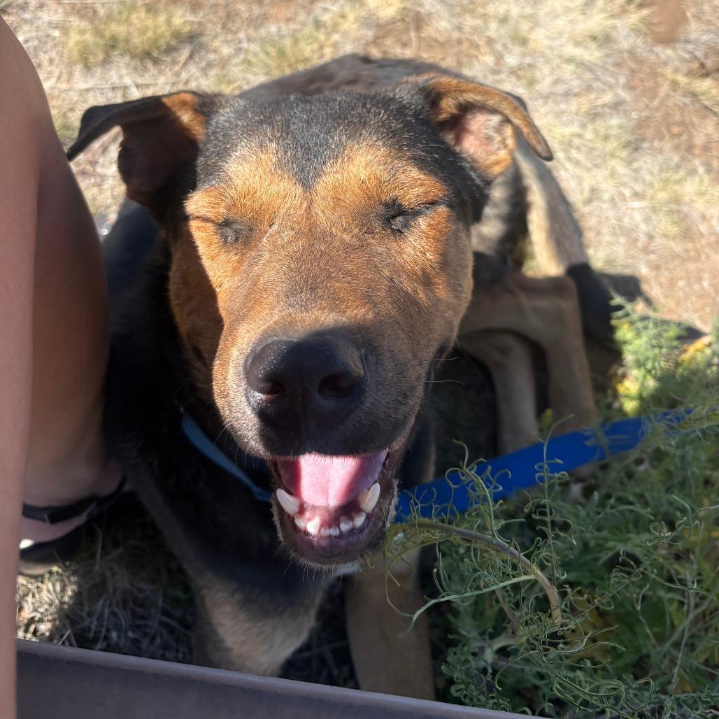 Lupe - in foster!, a Adoptable Mixed Breed in Flagstaff, AZ image 2/6