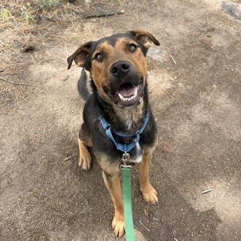 Lupe - in foster!, a Adoptable Mixed Breed in Flagstaff, AZ image 3/6