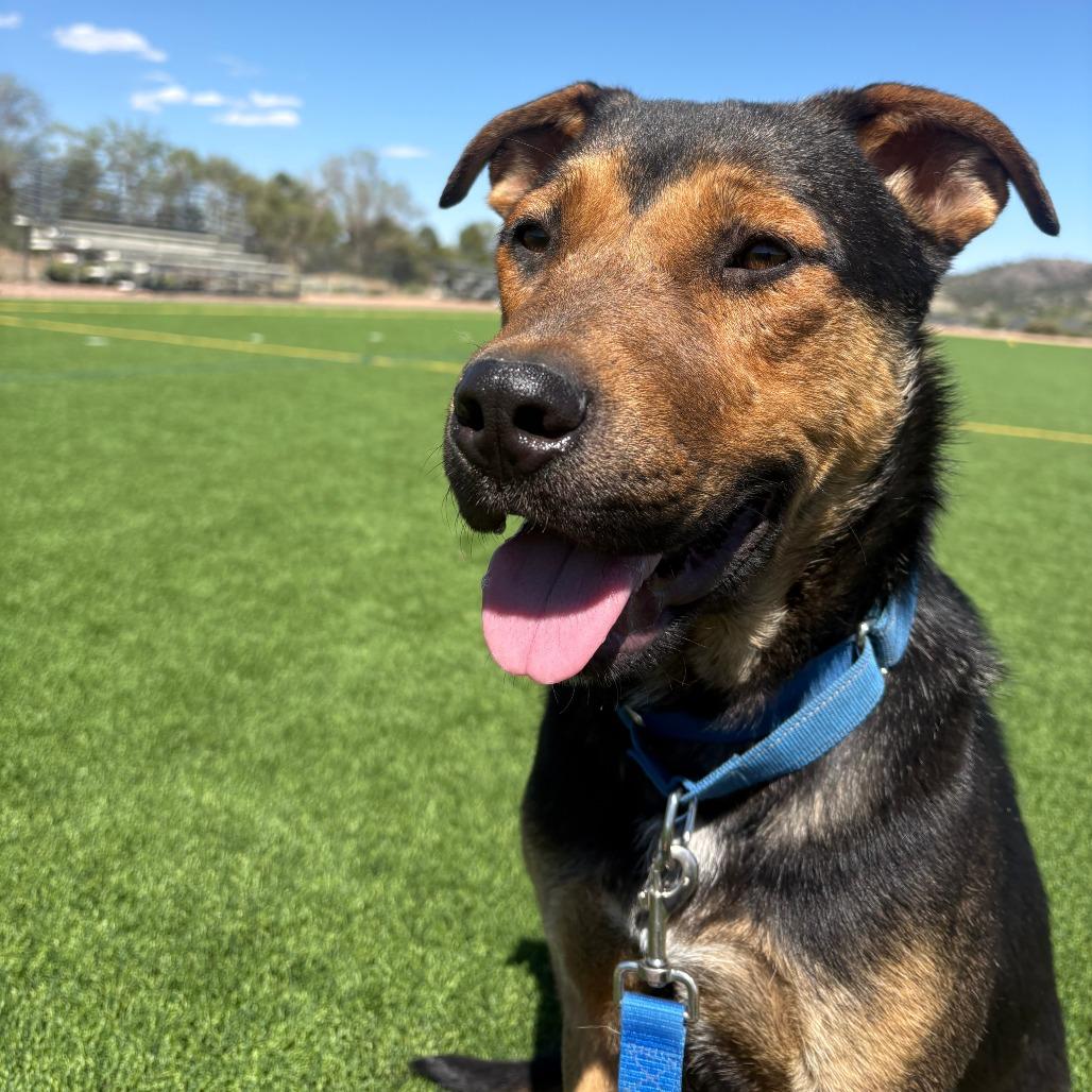 Lupe - in foster!, a Adoptable Mixed Breed in Flagstaff, AZ image 4/6