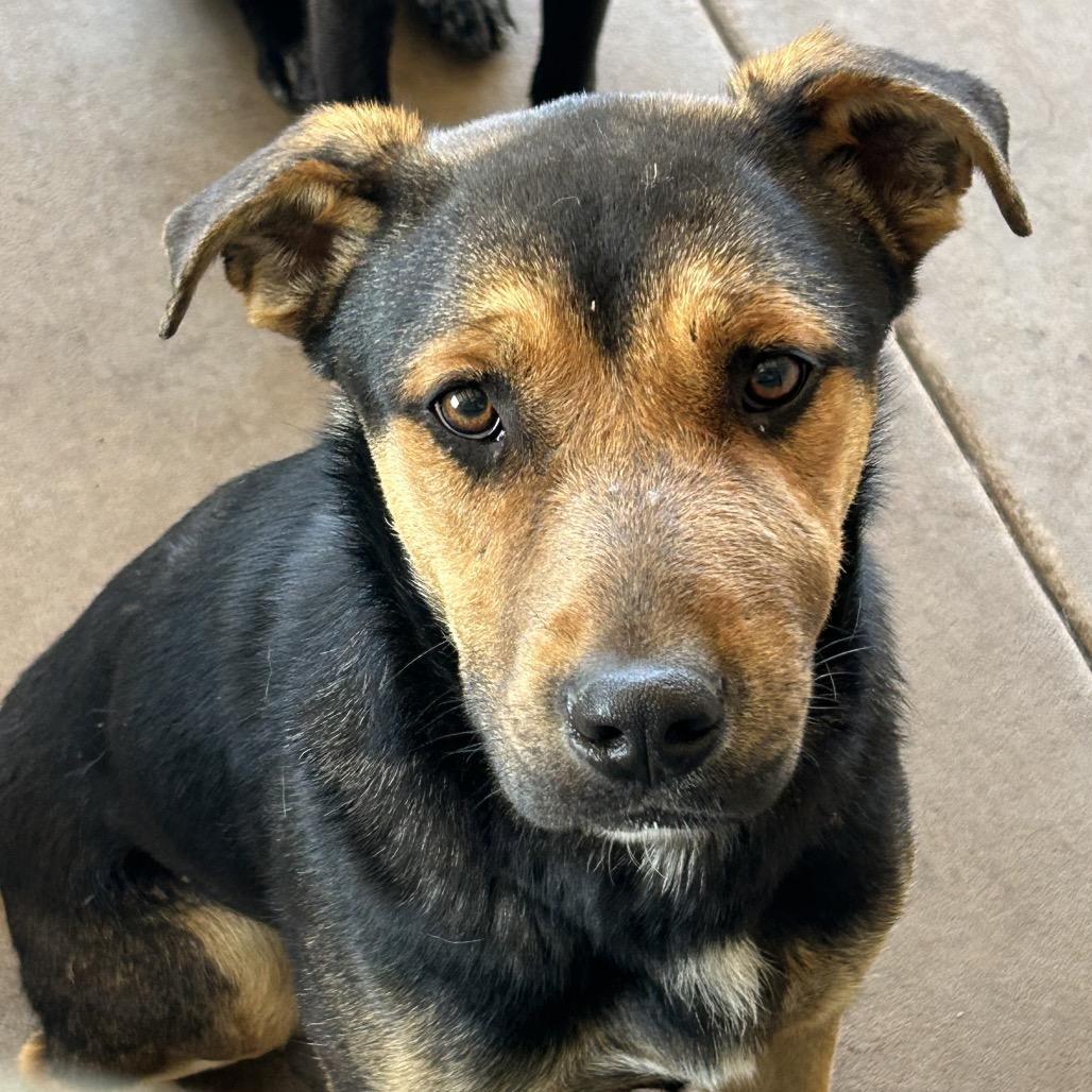 Lupe - in foster!, a Adoptable Mixed Breed in Flagstaff, AZ image 5/6