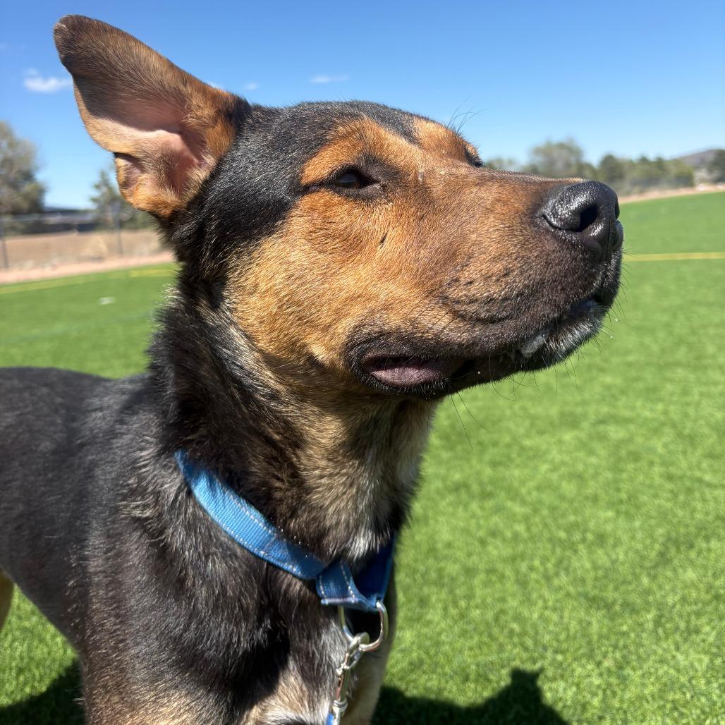 Lupe - in foster!, a Adoptable Mixed Breed in Flagstaff, AZ image 6/6