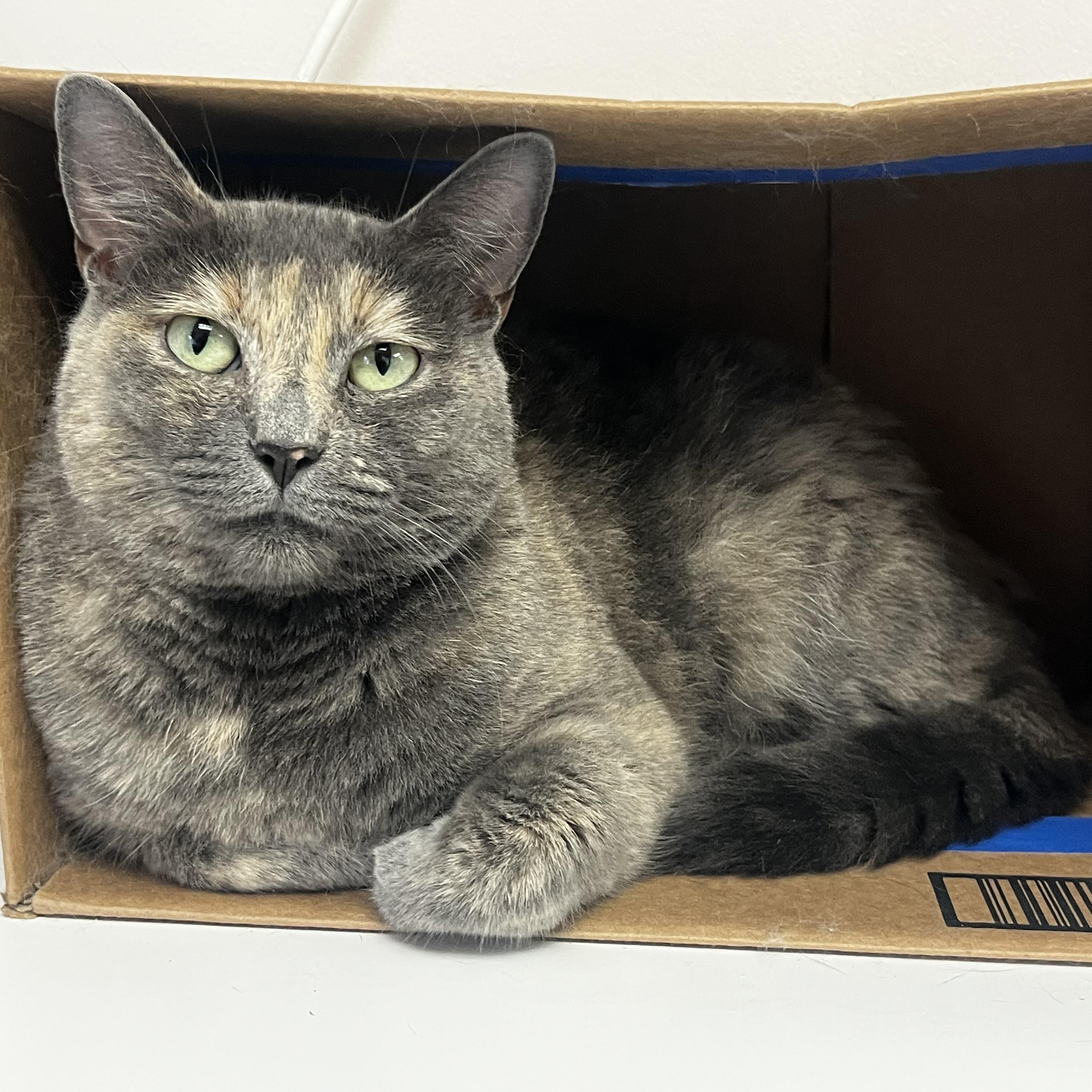 Strawberry Moon, Adoptable, Adult Female Domestic Short Hair.