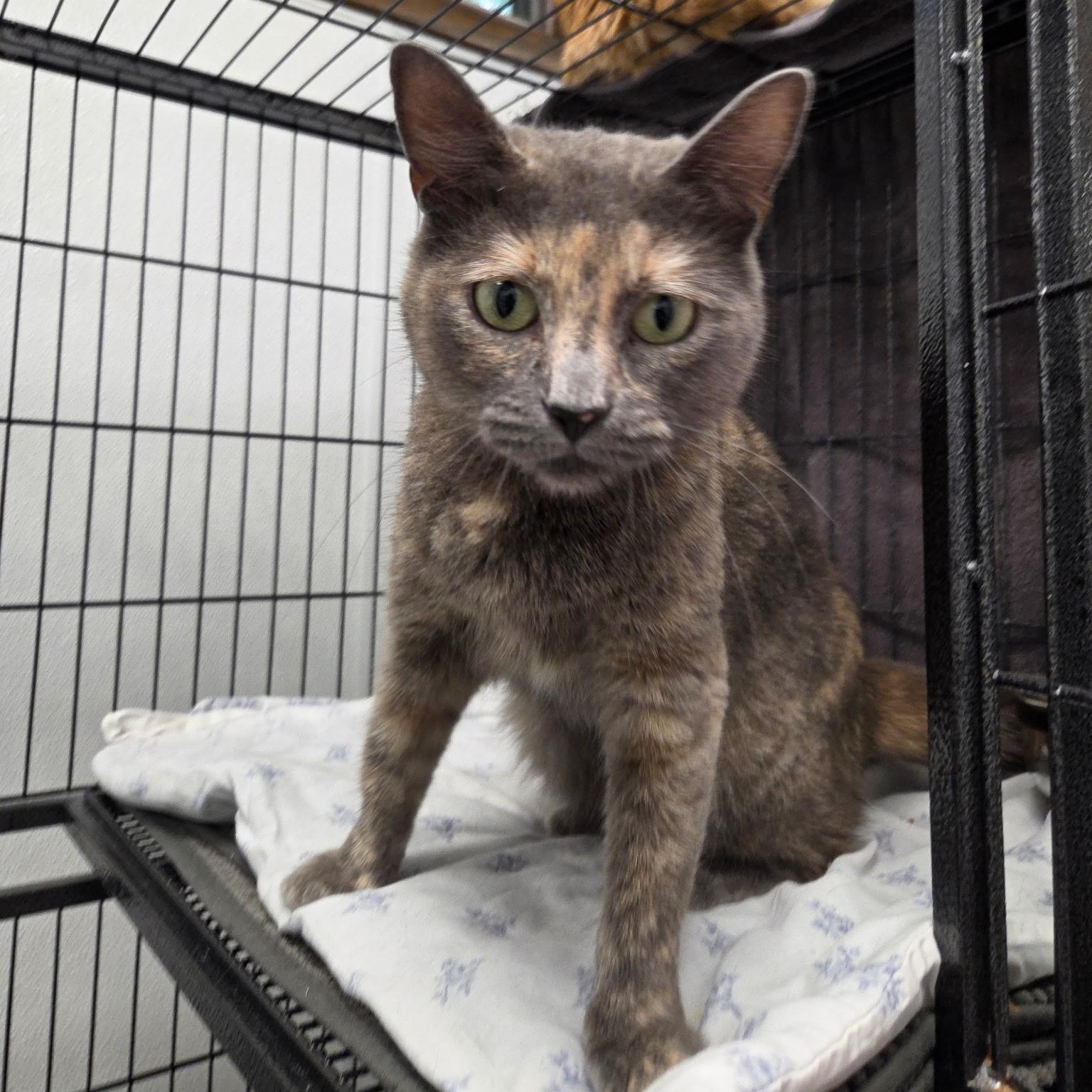 Enlarge Strawberry Moon, a Adoptable Domestic Short Hair in Grosse Ile, MI image 1/2