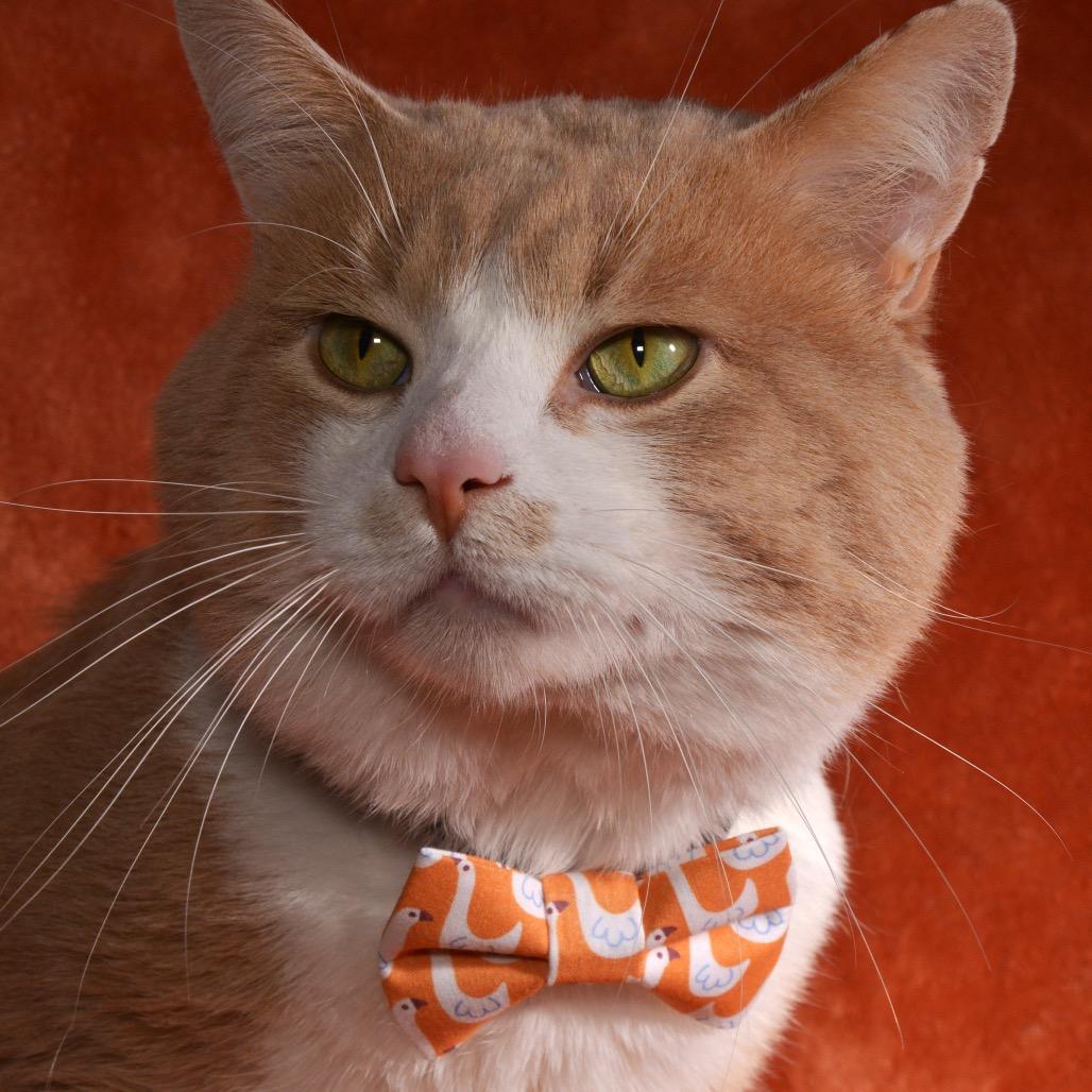 Tom, Adoptable, Adult Male Domestic Short Hair.
