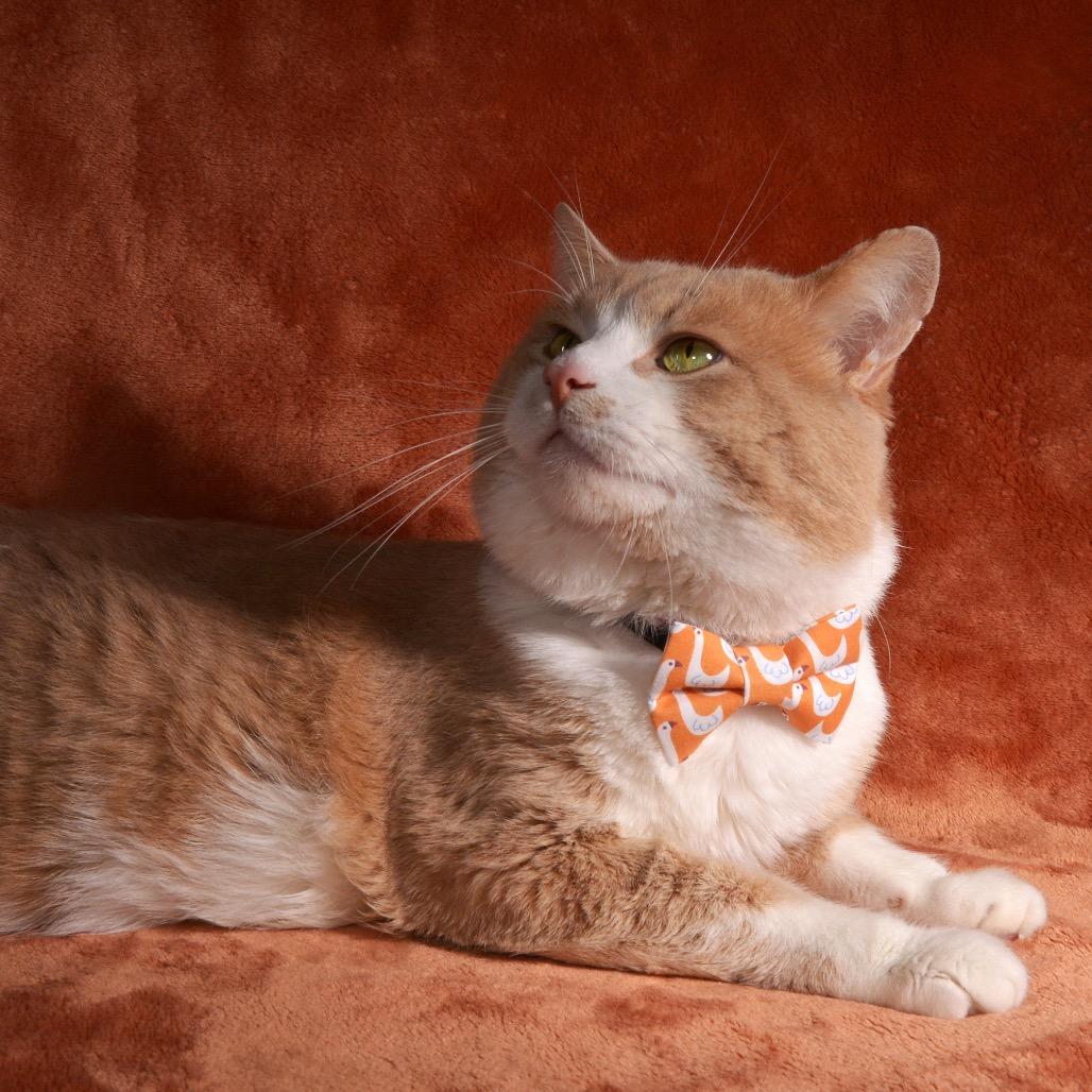 Enlarge Tom, a Adoptable Domestic Short Hair in Traverse City, MI image 2/4