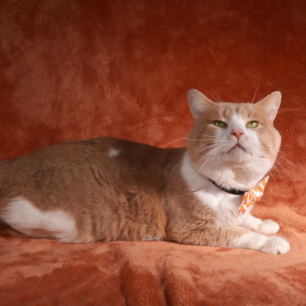 Enlarge Tom, a Adoptable Domestic Short Hair in Traverse City, MI image 3/4