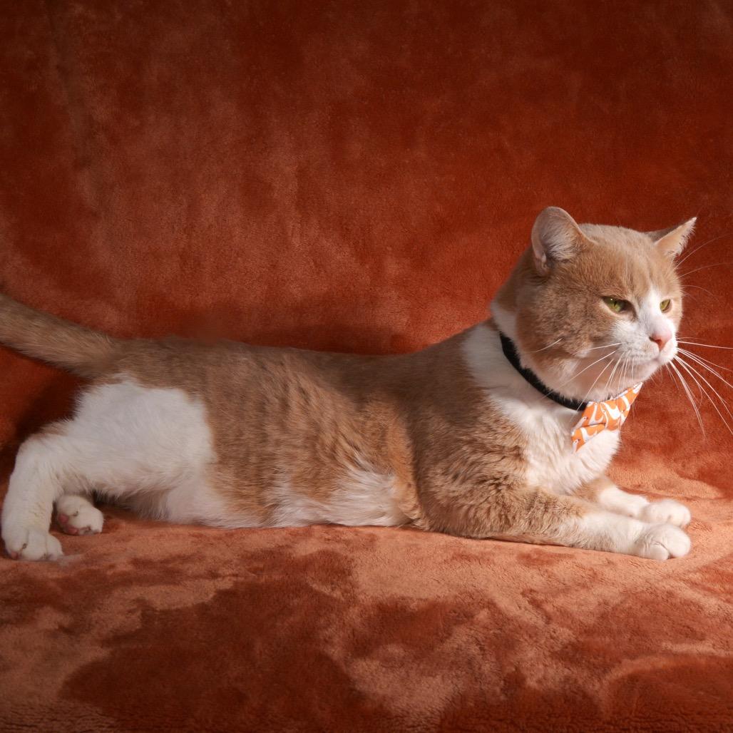 Enlarge Tom, a Adoptable Domestic Short Hair in Traverse City, MI image 4/4