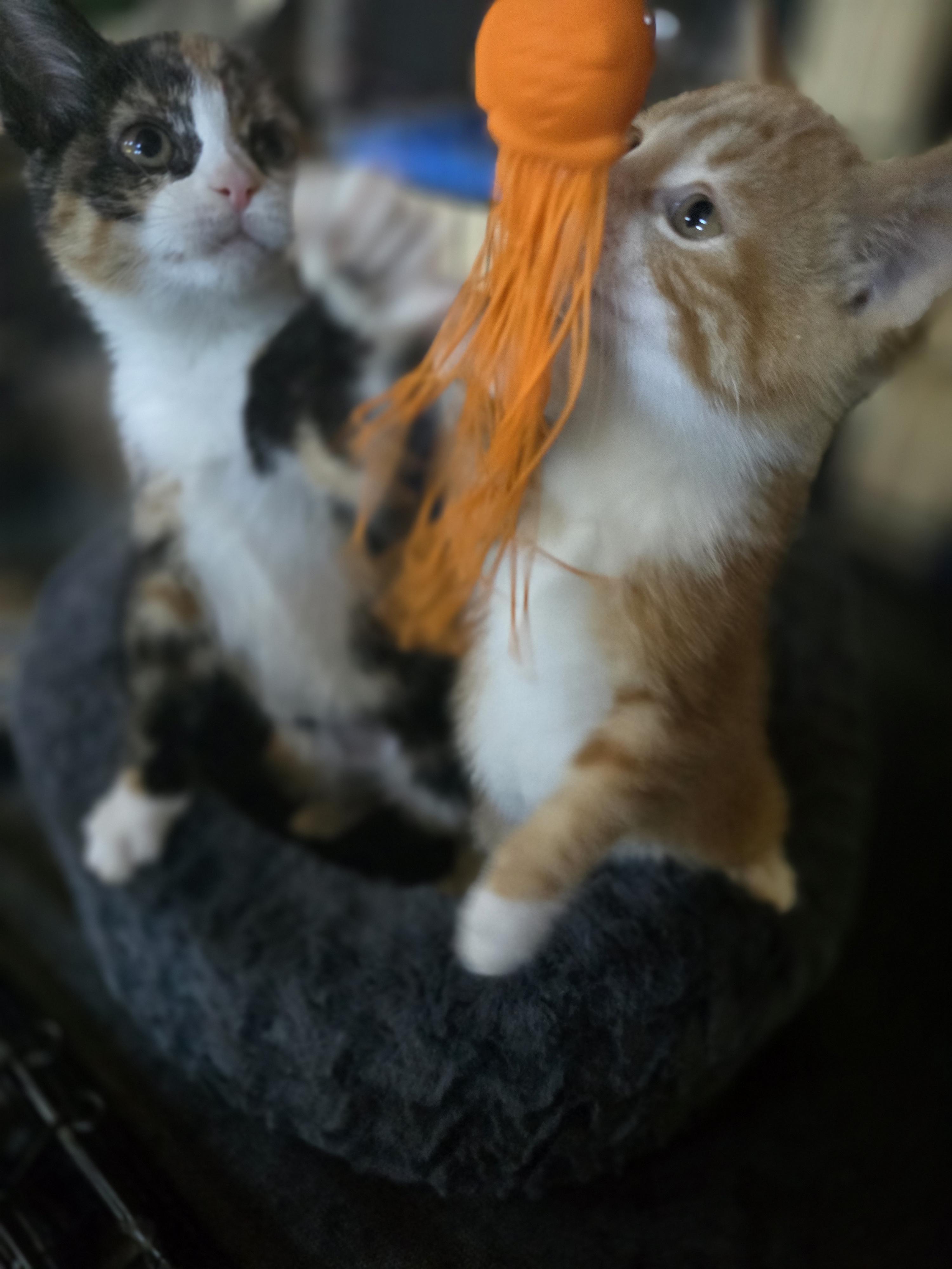 Enlarge Snickers, an adopted Calico in Lucknow, ON image 6/6