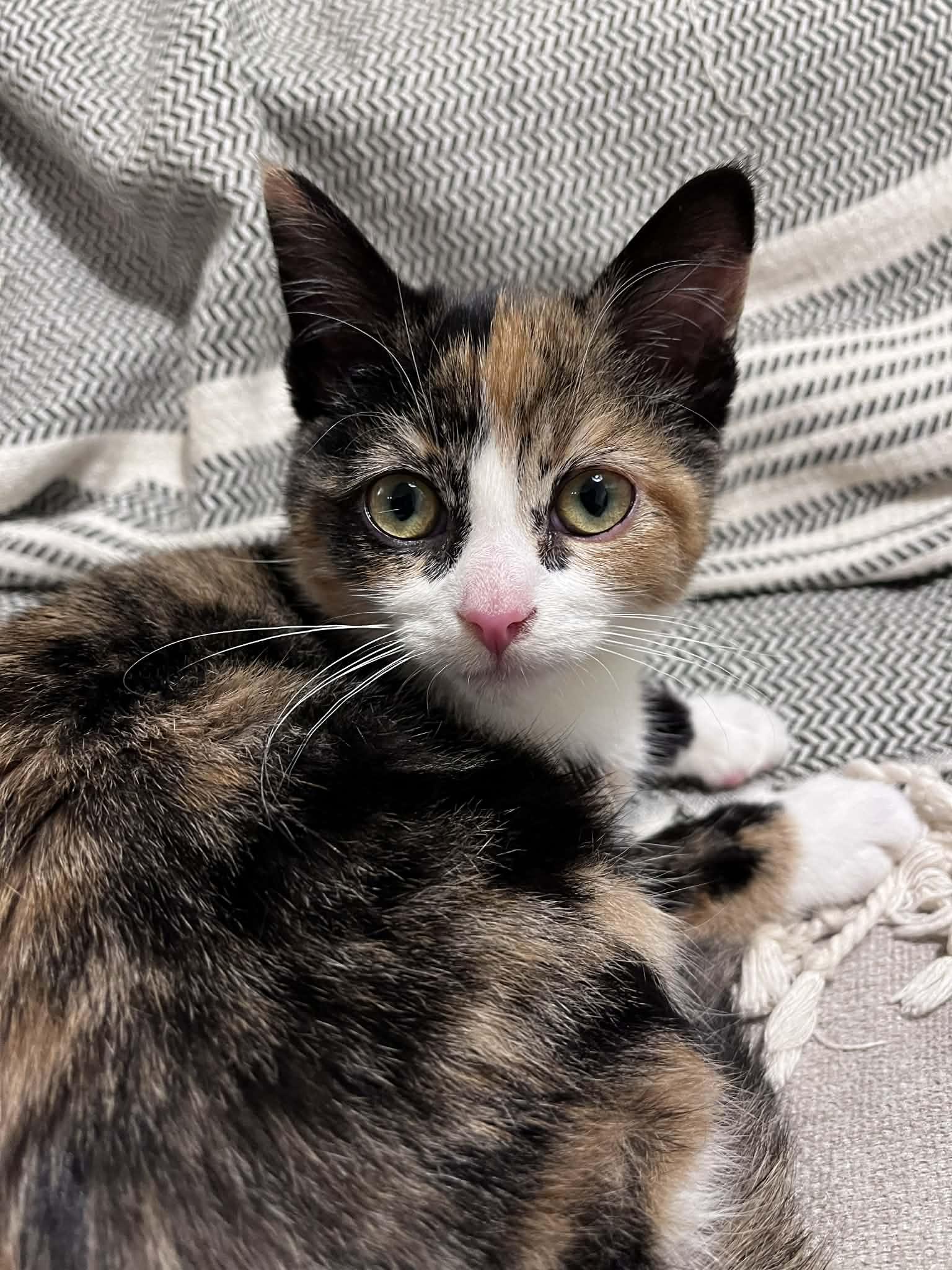Snickers, adopted, Kitten Female Calico.