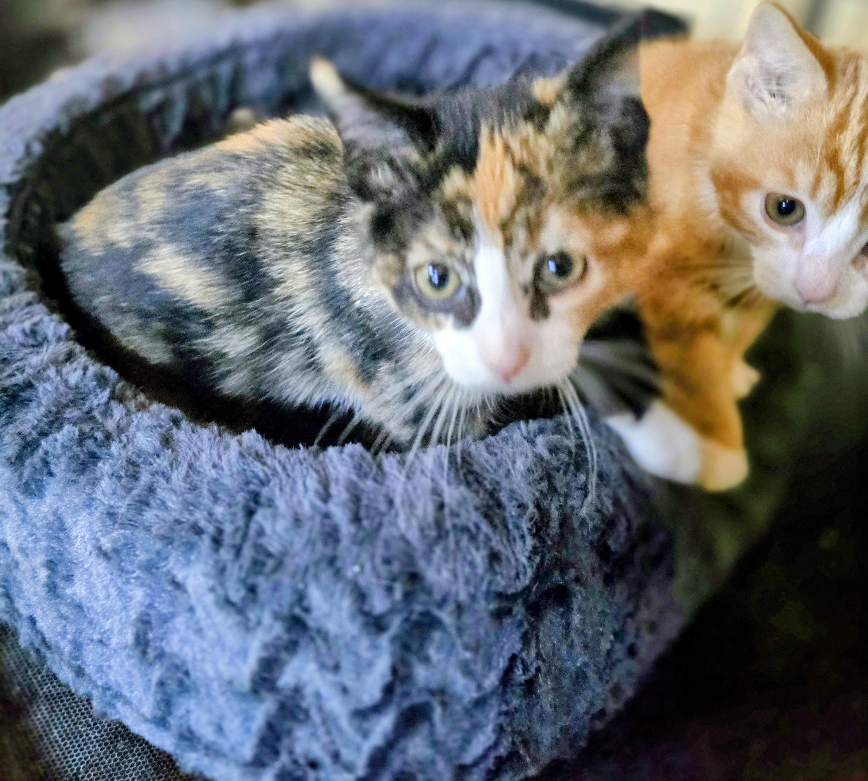 Enlarge Snickers, an adopted Calico in Lucknow, ON image 2/6