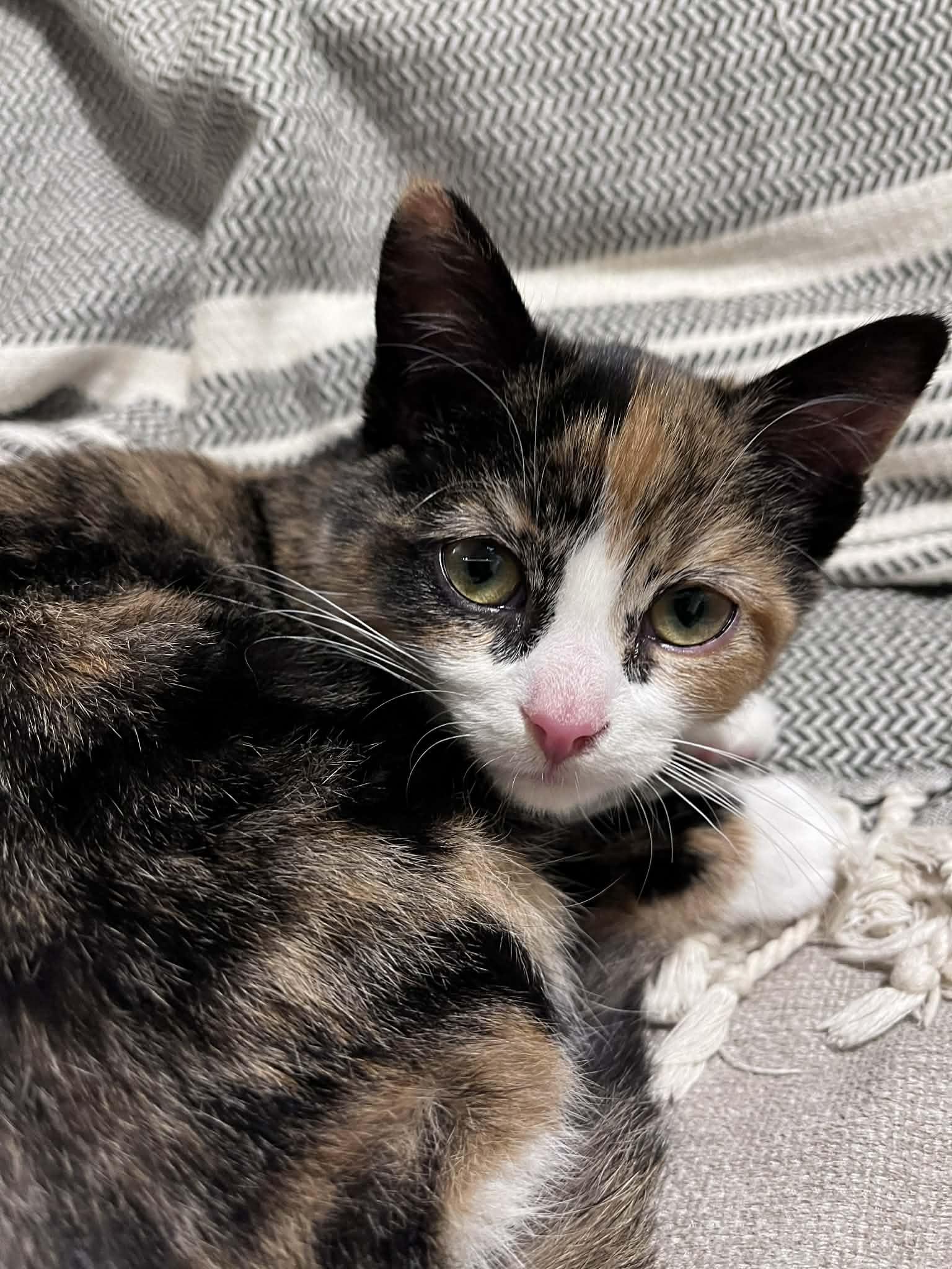 Enlarge Snickers, an adopted Calico in Lucknow, ON image 4/6