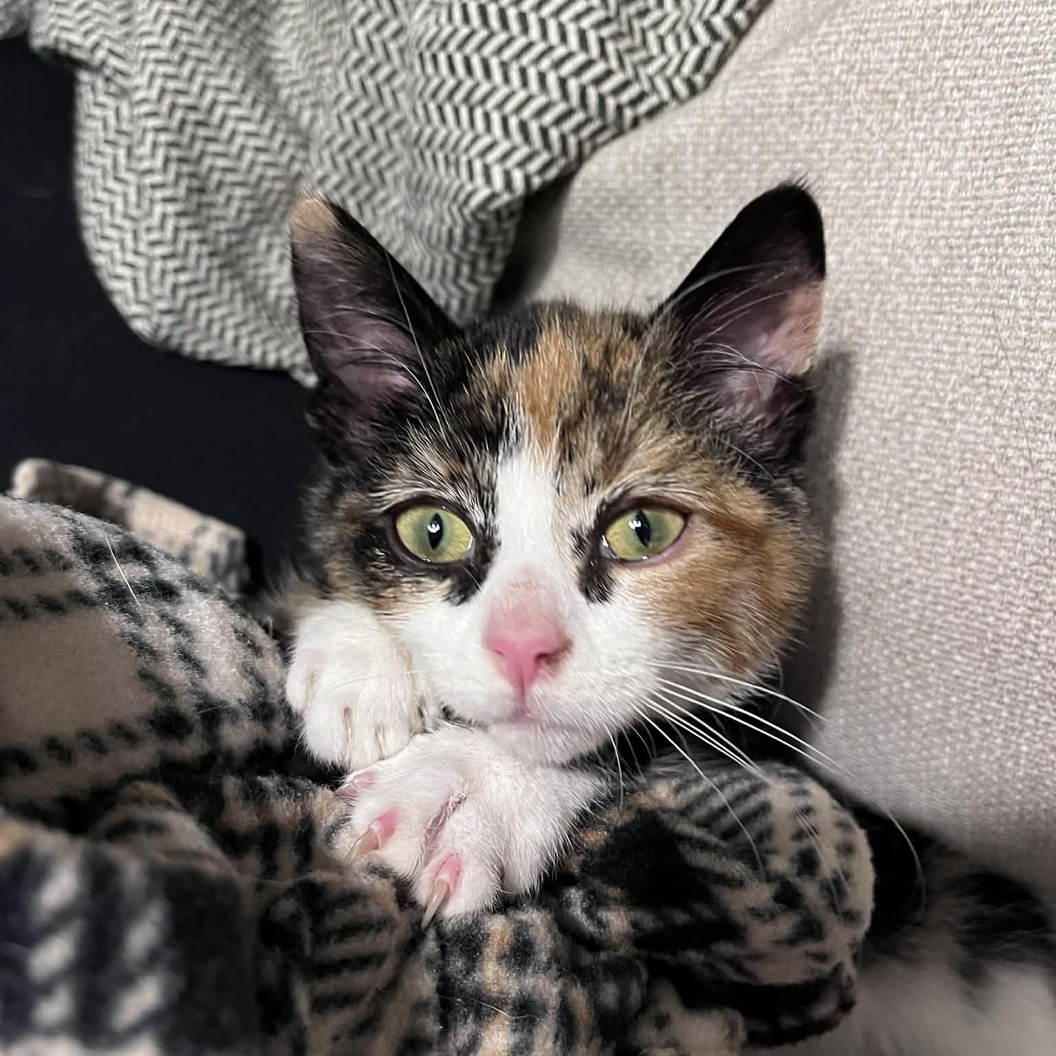 Enlarge Snickers, an adopted Calico in Lucknow, ON image 3/6