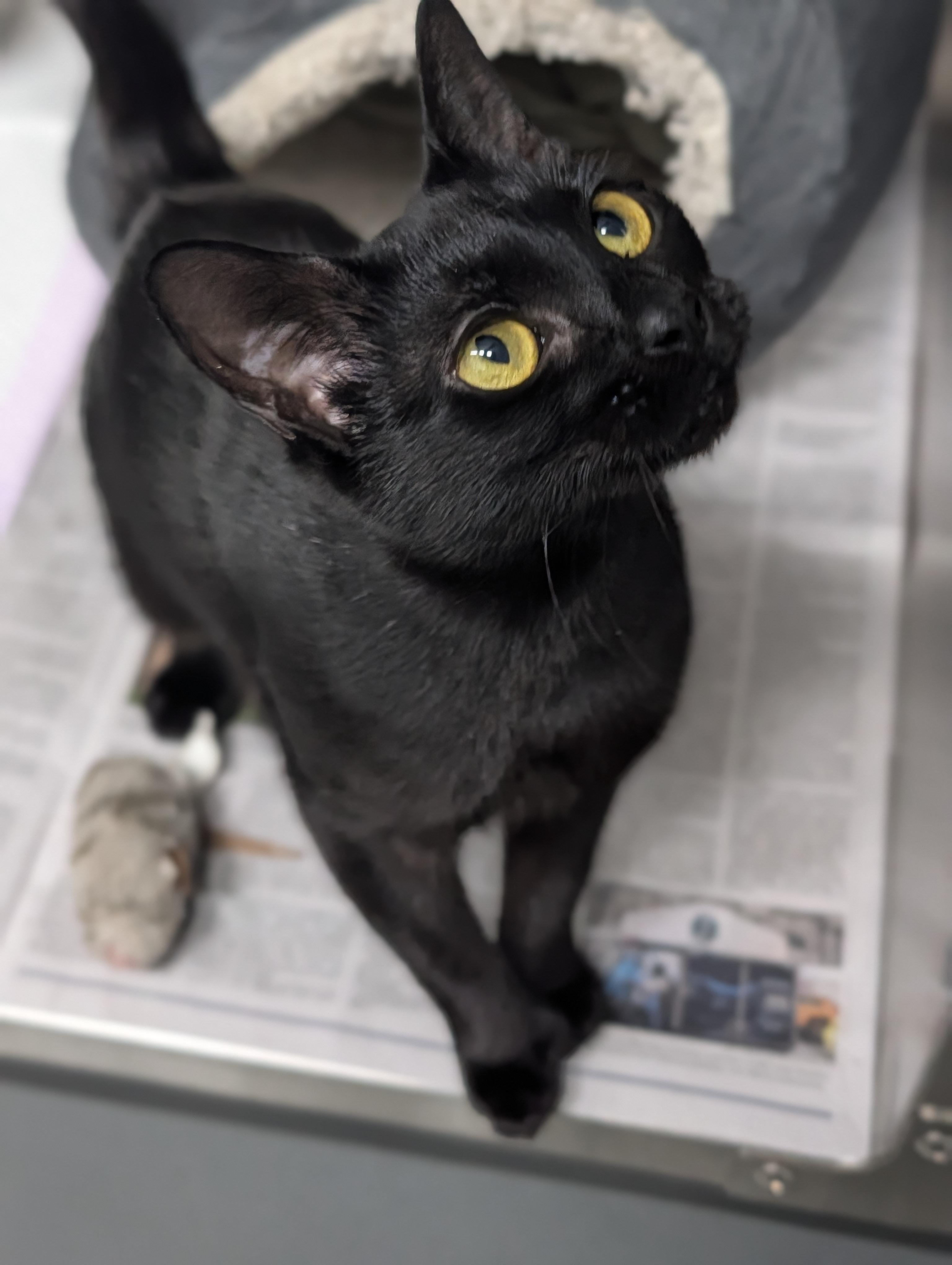Enlarge Tiger Lilly, a Adoptable mixed breed in Plainfield, NJ image 2/2