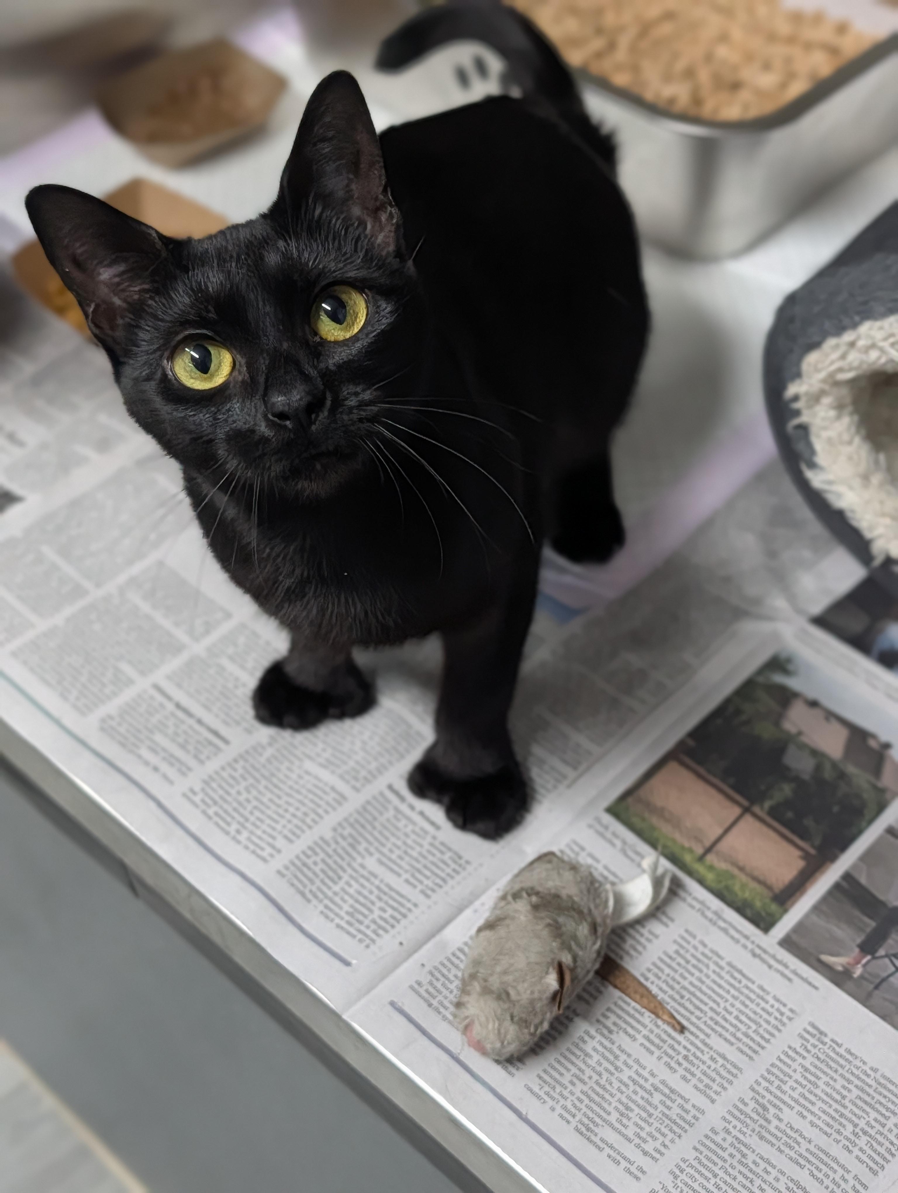 Enlarge Tiger Lilly, a Adoptable mixed breed in Plainfield, NJ image 1/2