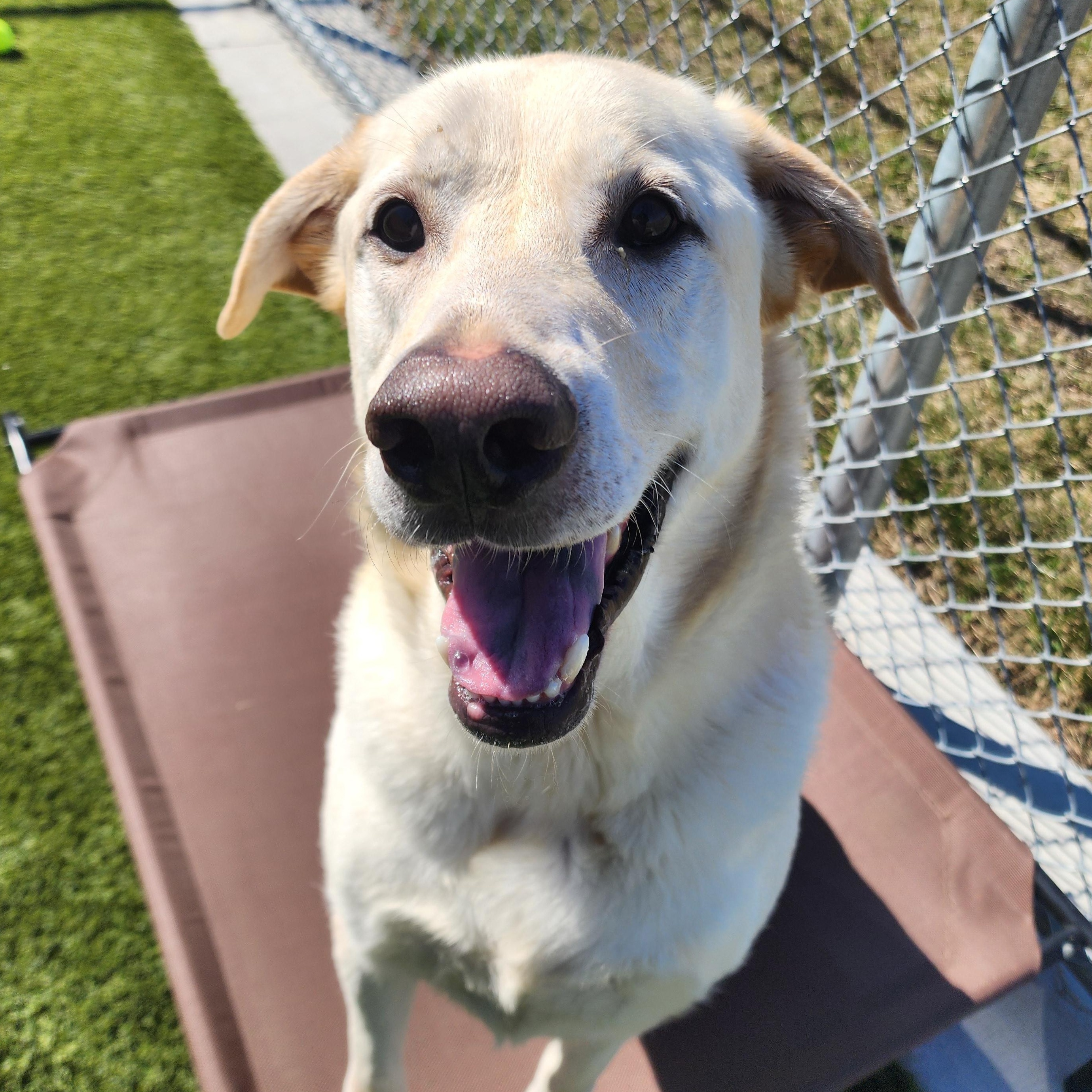 Enlarge Ray Ray, an adopted Labrador Retriever in Liberty, MO image 5/5