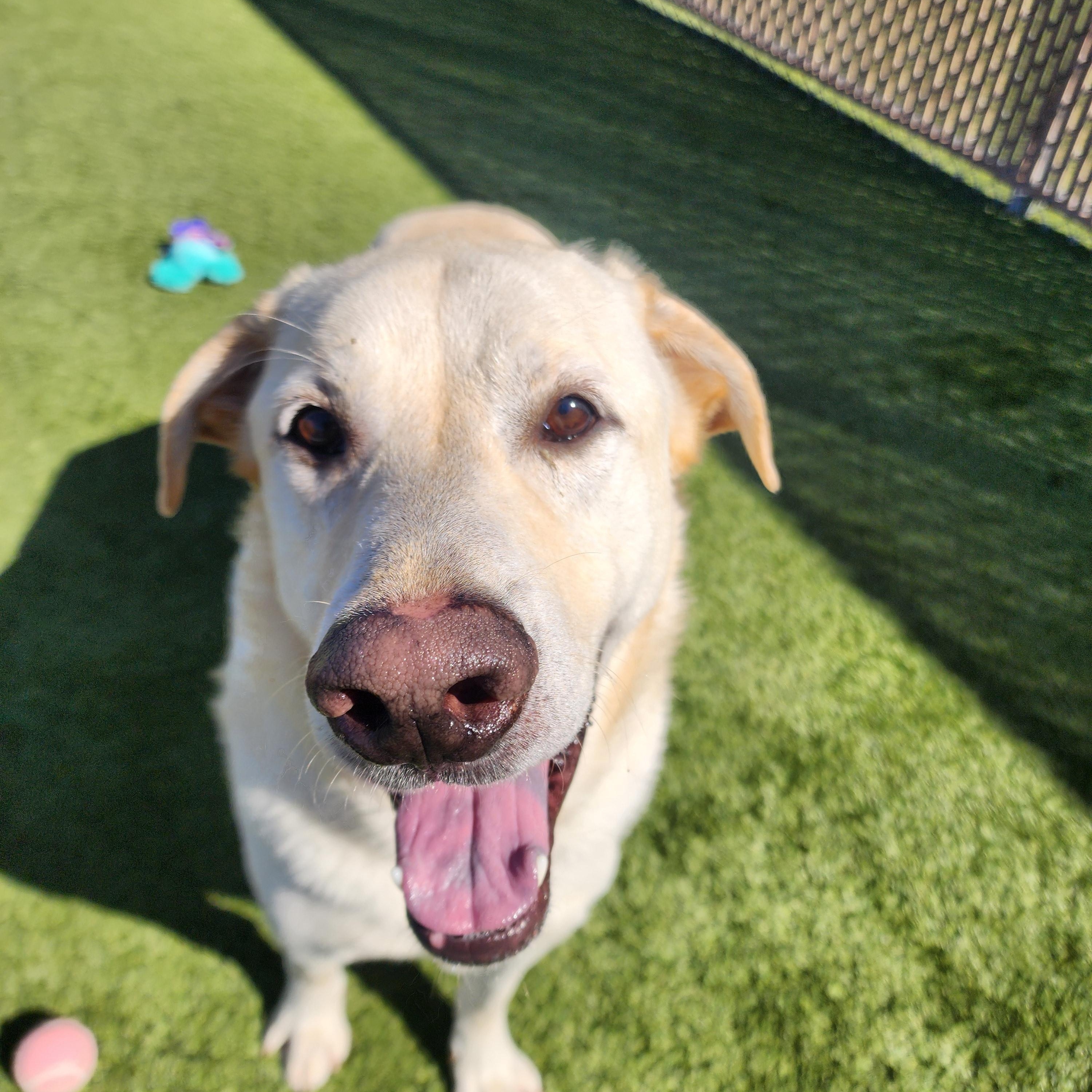 Enlarge Ray Ray, an adopted Labrador Retriever in Liberty, MO image 4/5