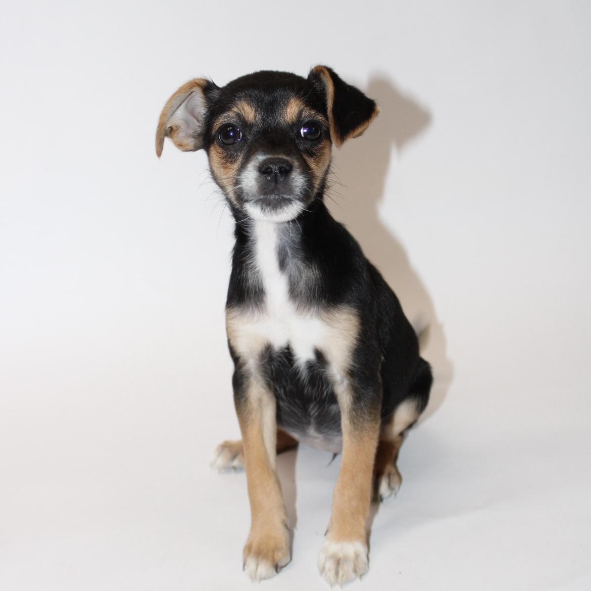 Ester, adopted, Puppy Female Chihuahua.