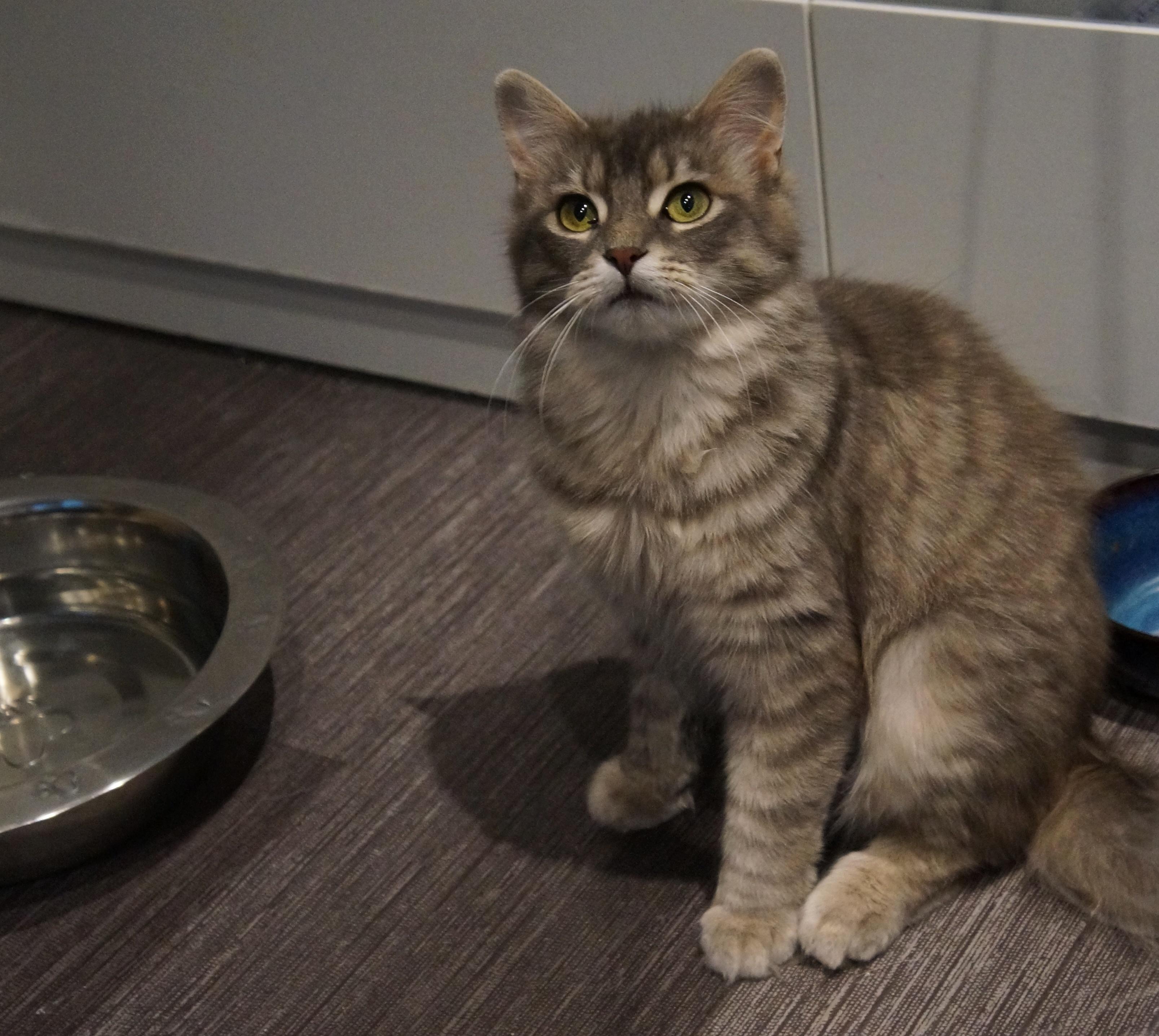 Smoke, a ADOPTABLE Domestic Medium Hair in Wakefield, QC image 2/4