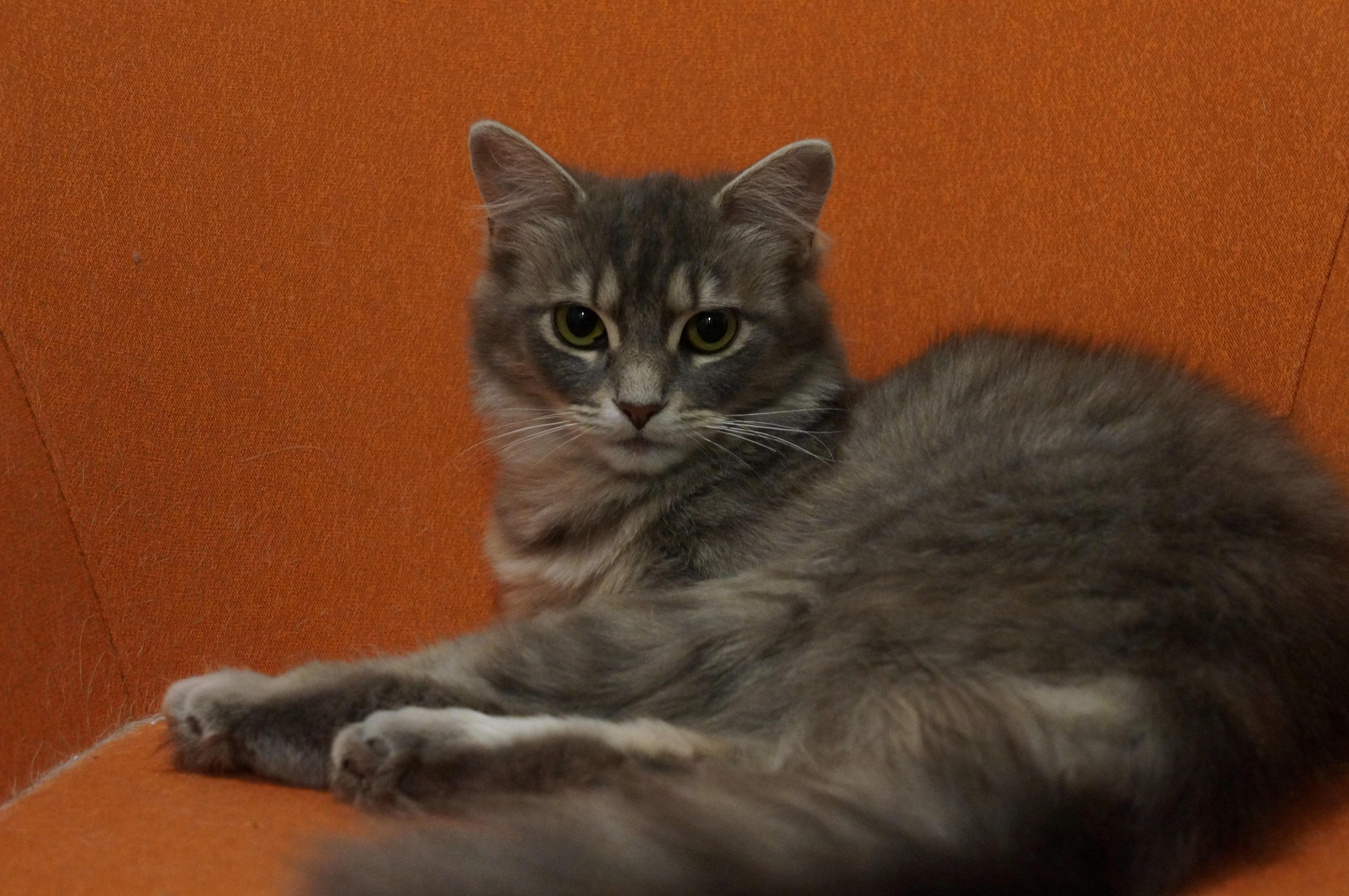 Smoke, ADOPTABLE, Young Female Domestic Medium Hair.