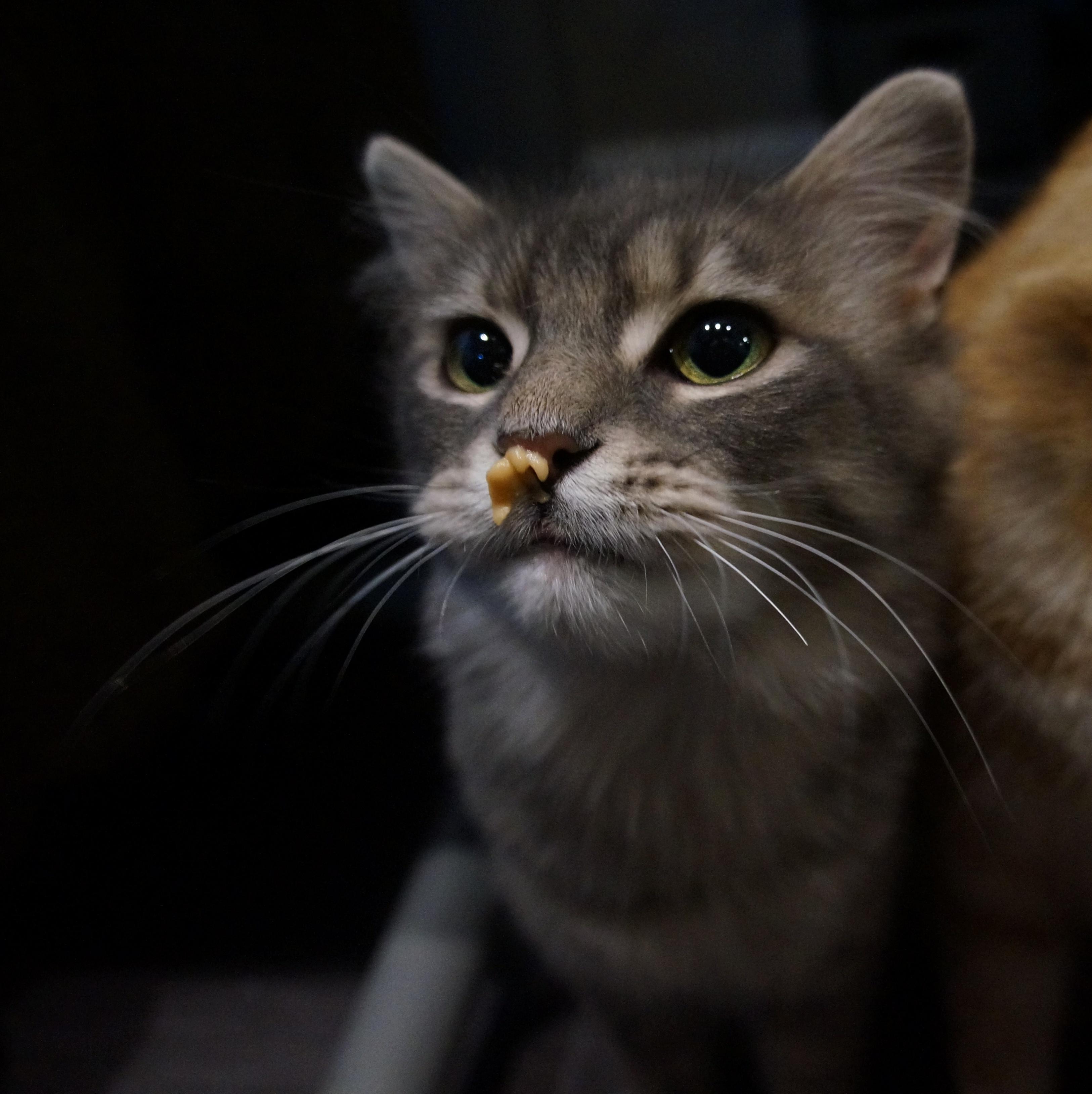 Smoke, a ADOPTABLE Domestic Medium Hair in Wakefield, QC image 3/4