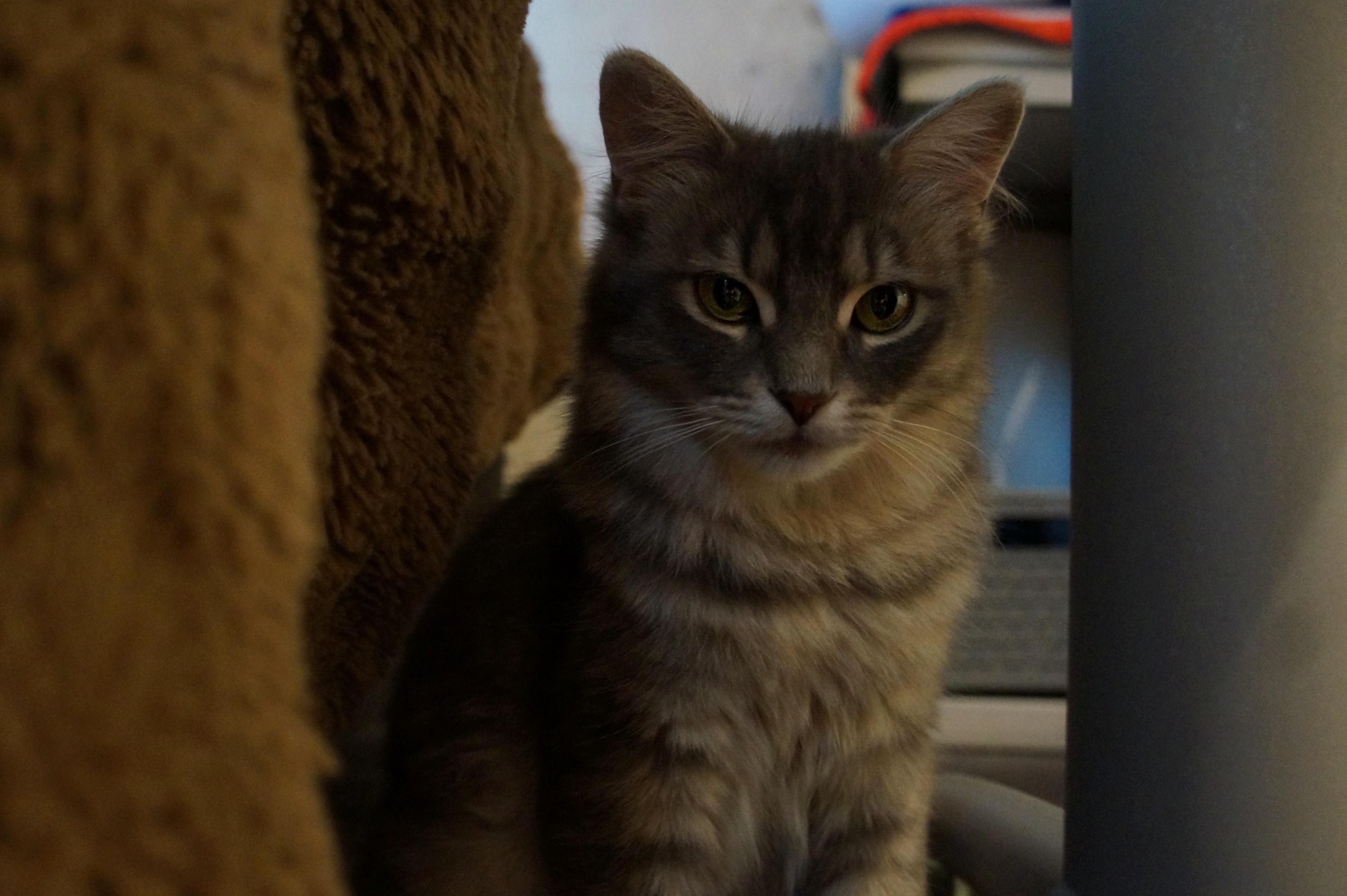 Smoke, a ADOPTABLE Domestic Medium Hair in Wakefield, QC image 4/4