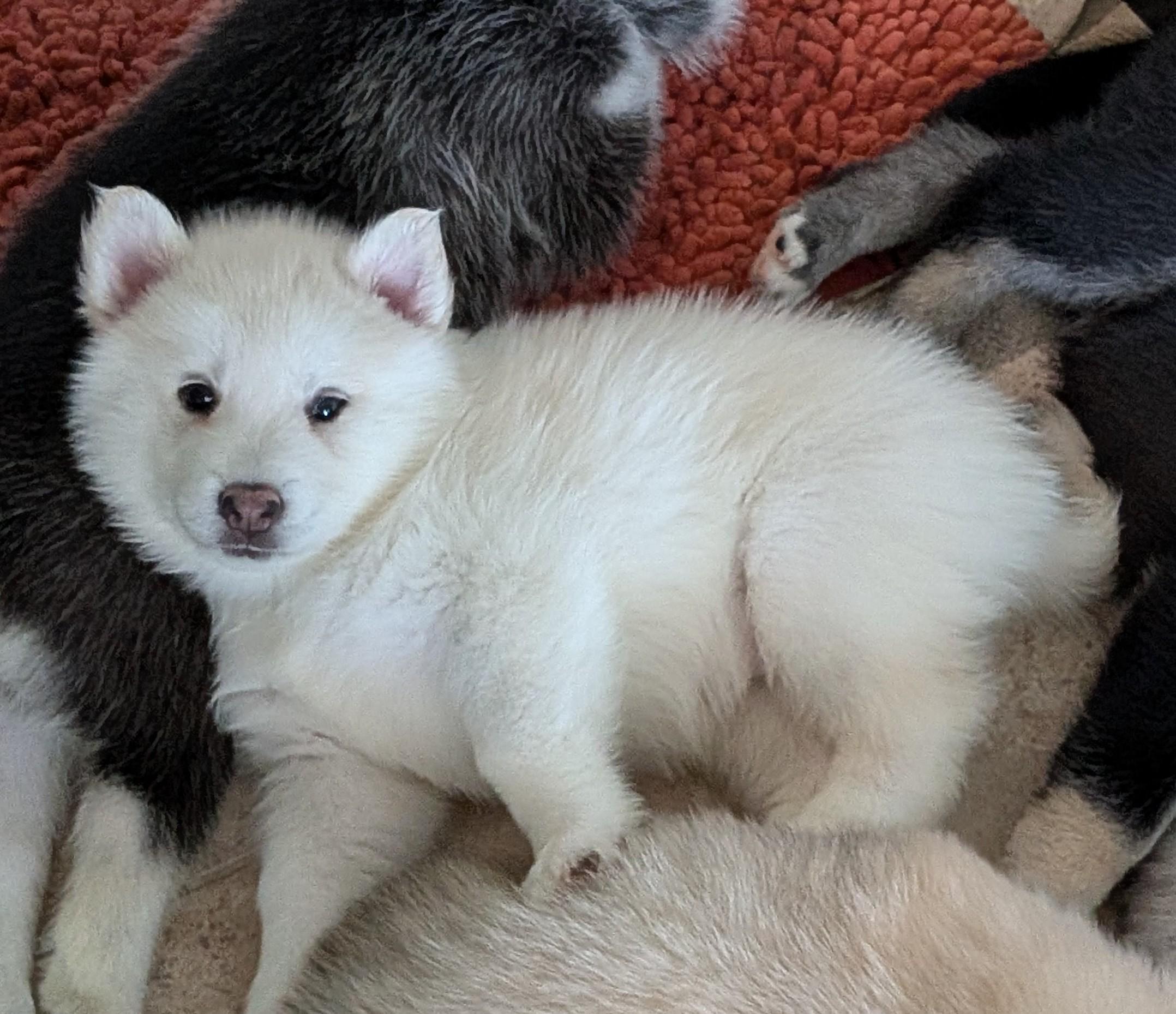 Enlarge Polly, a Adopted Husky in Portland, OR image 2/5