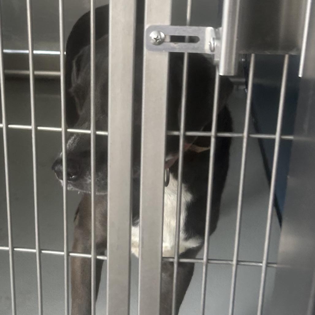 Mystique, Adoptable, Senior Female Black Labrador Retriever & Mixed Breed.
