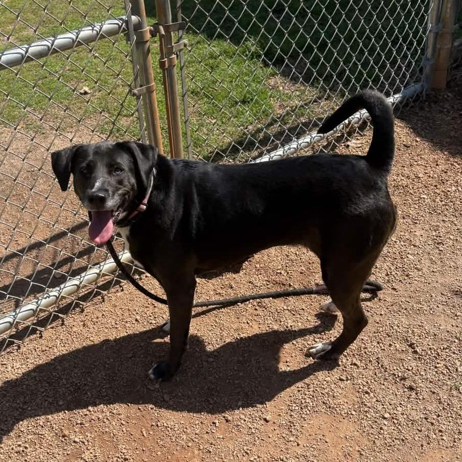 Enlarge Mystique, a Adoptable mixed breed in Greenville, SC image 3/5