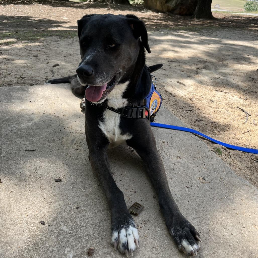 Enlarge Mystique, a Adoptable mixed breed in Greenville, SC image 4/5