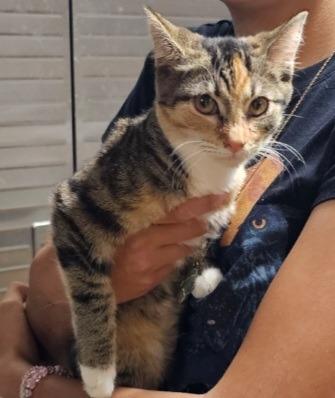 Lucky, Adopted, Adult Female Calico.