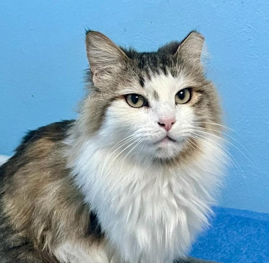 Chle, an adopted mixed breed in Las Cruces, NM image 1/2