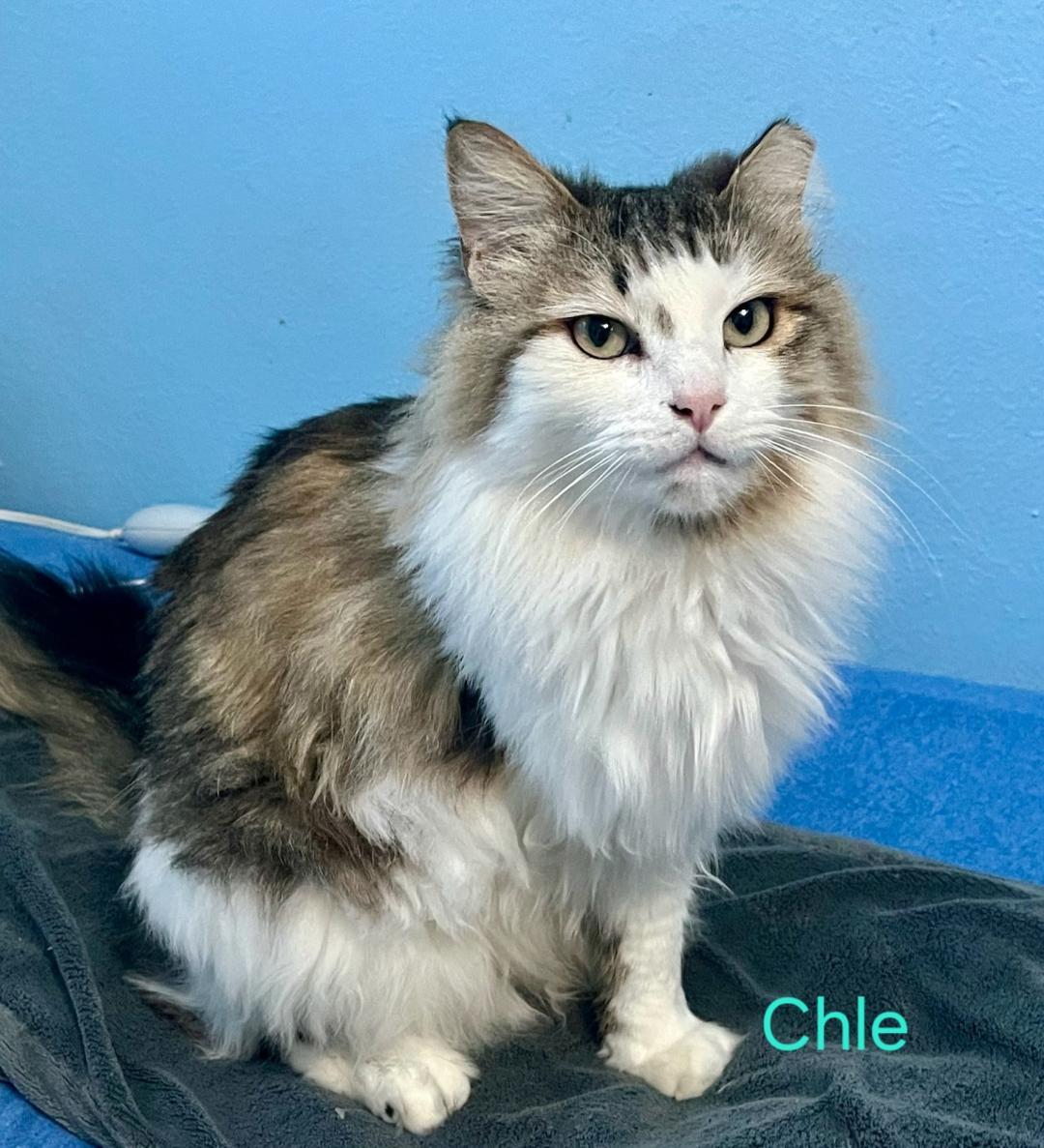 Chle, an adopted mixed breed in Las Cruces, NM image 2/2