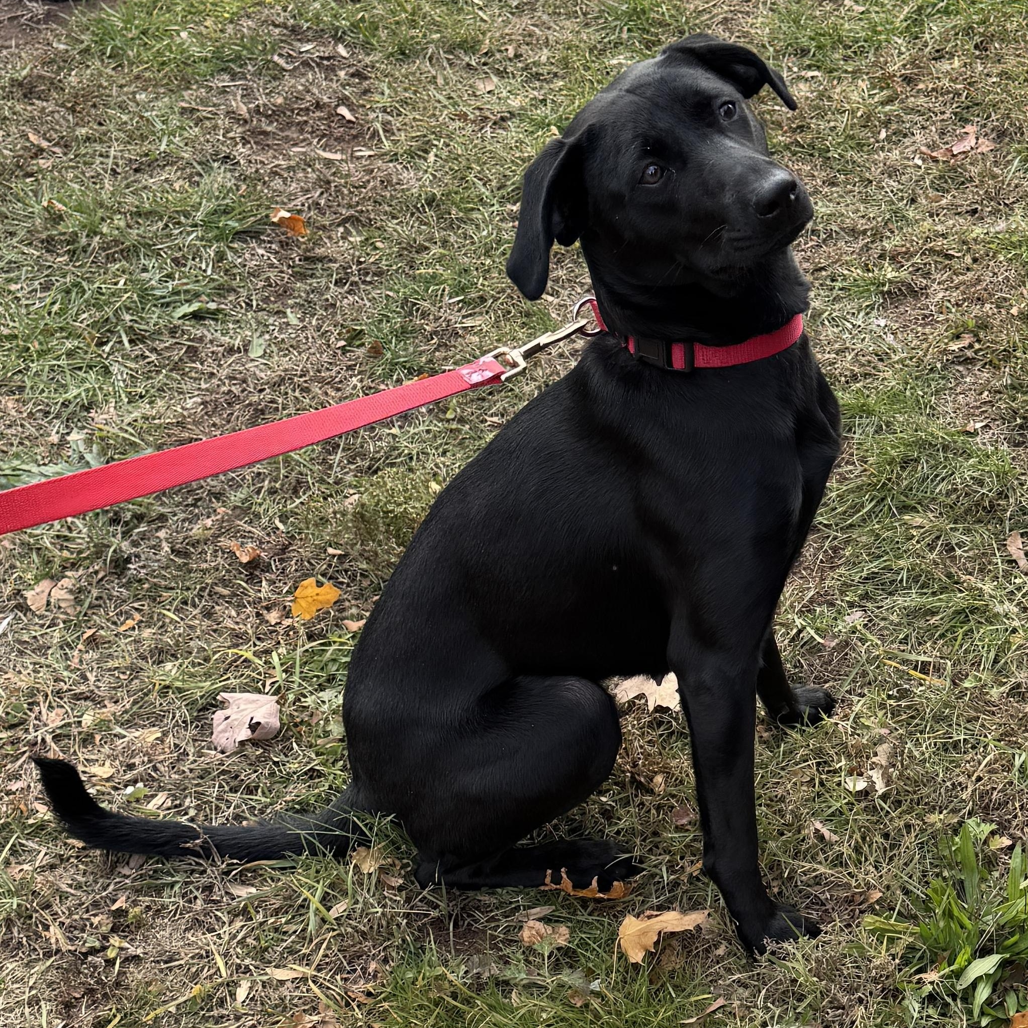 Meet SUGARPLUM - Female Puppy 10 months old, housebroken, friendly& petite