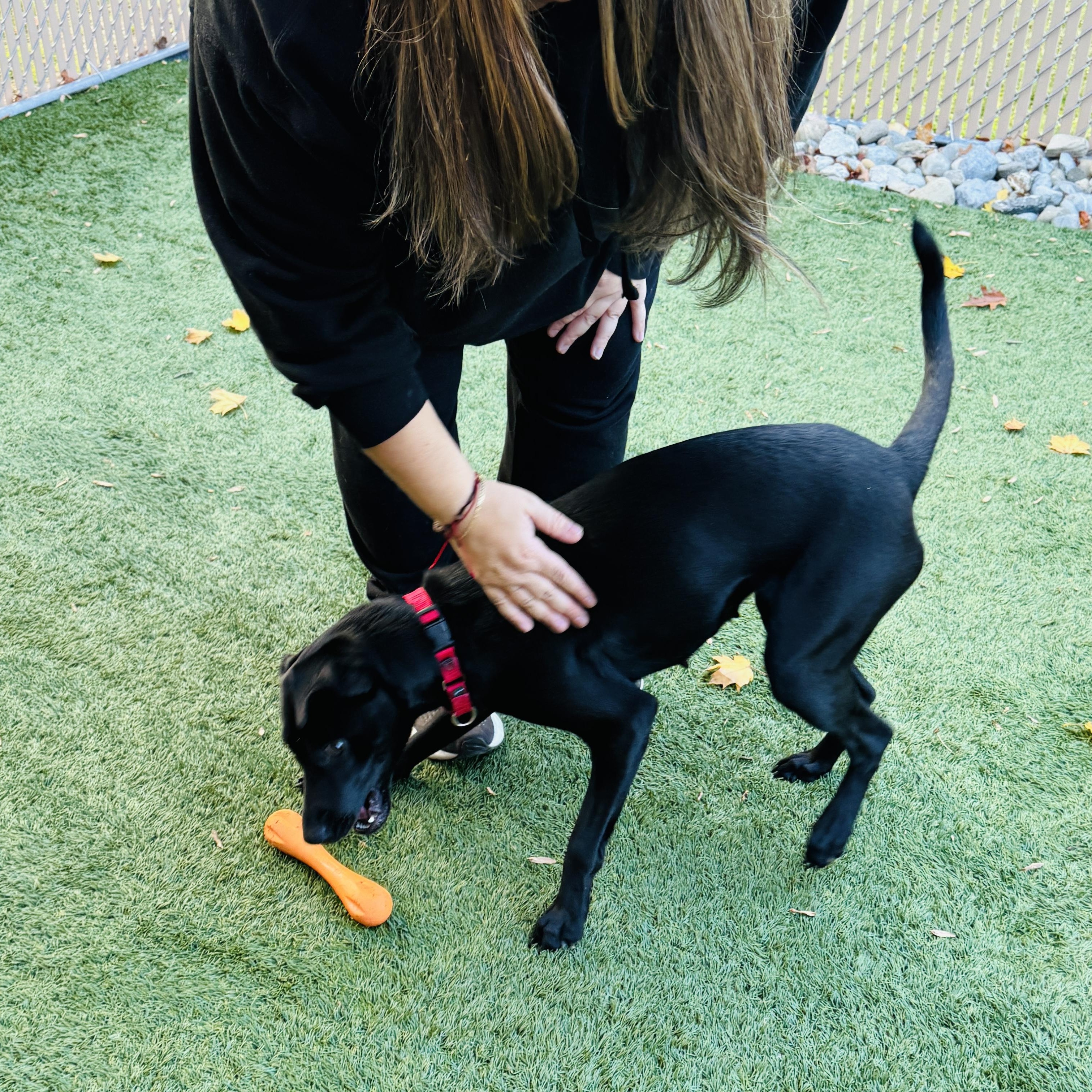 Meet SUGARPLUM - Female Puppy 10 months old, housebroken, friendly& petite