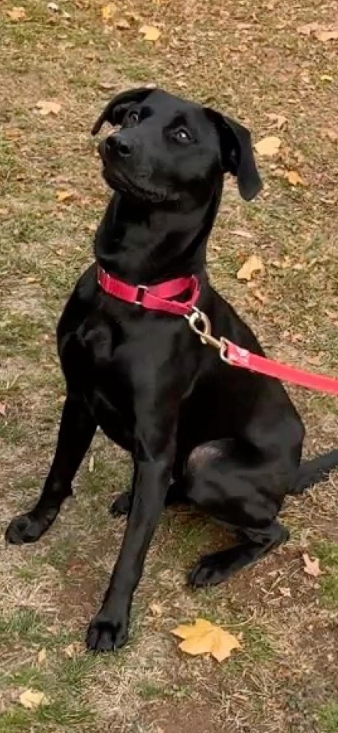 Meet SUGARPLUM - Female Puppy 10 months old, housebroken, friendly& petite