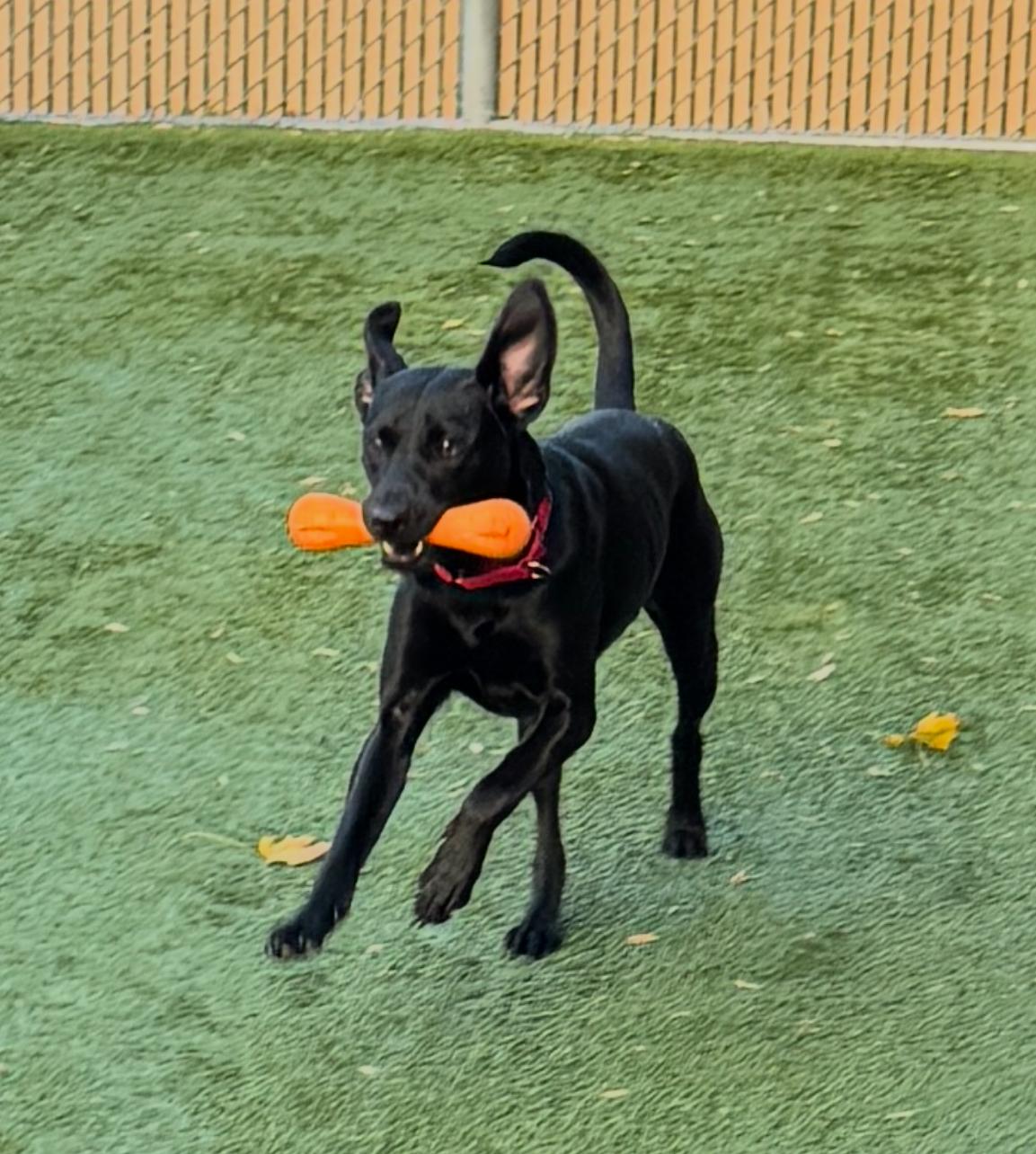 Meet SUGARPLUM - Female Puppy 10 months old, housebroken, friendly& petite