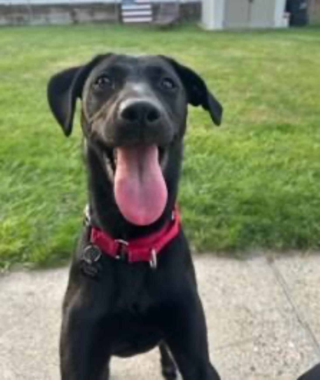 Meet SUGARPLUM - Female Puppy 10 months old, housebroken, friendly& petite