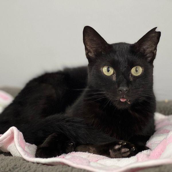 Enlarge Spooky, a Adoptable Domestic Short Hair in Oakland Park, FL image 1/4