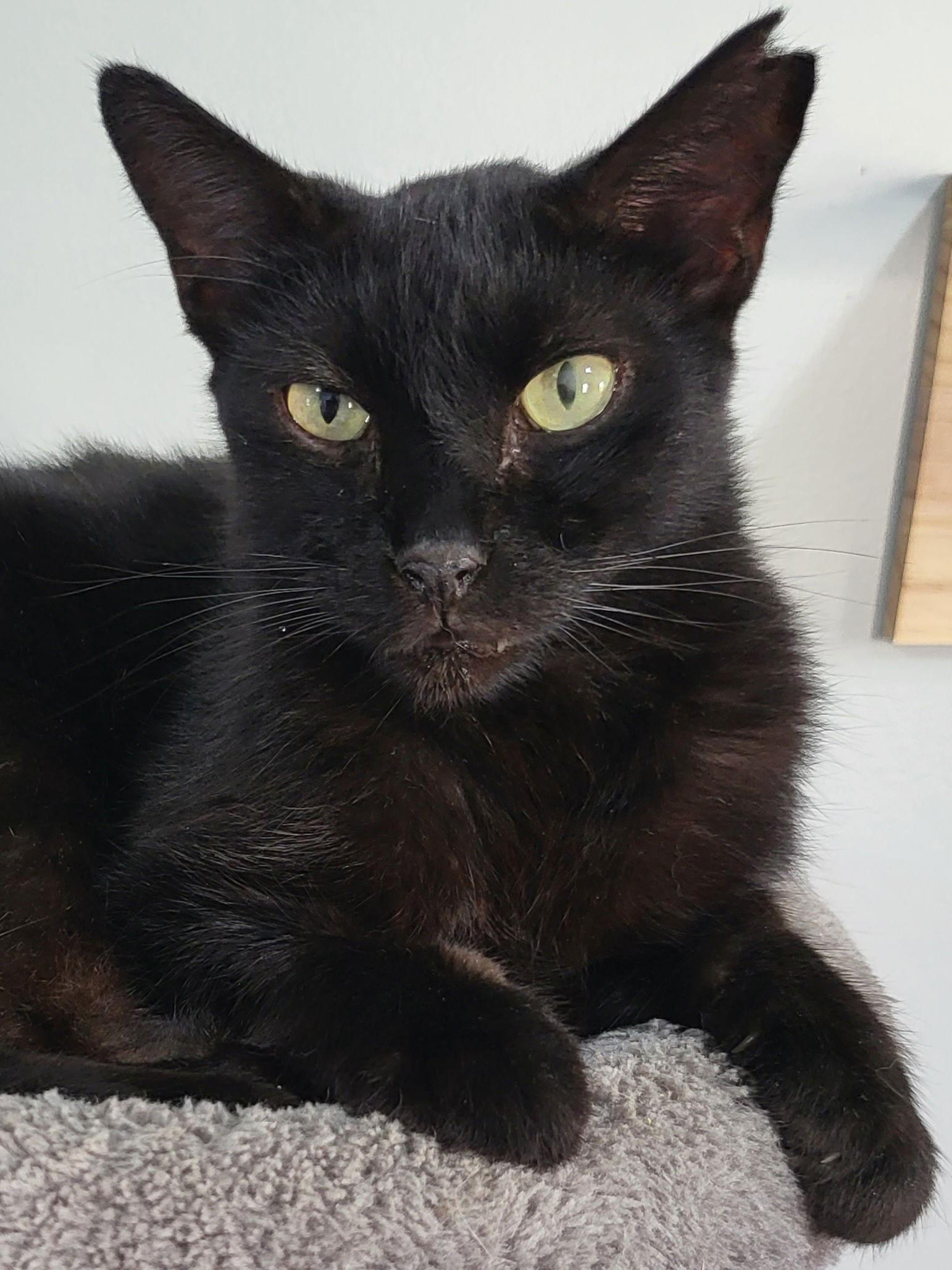 Enlarge Spooky, a Adoptable Domestic Short Hair in Oakland Park, FL image 2/4