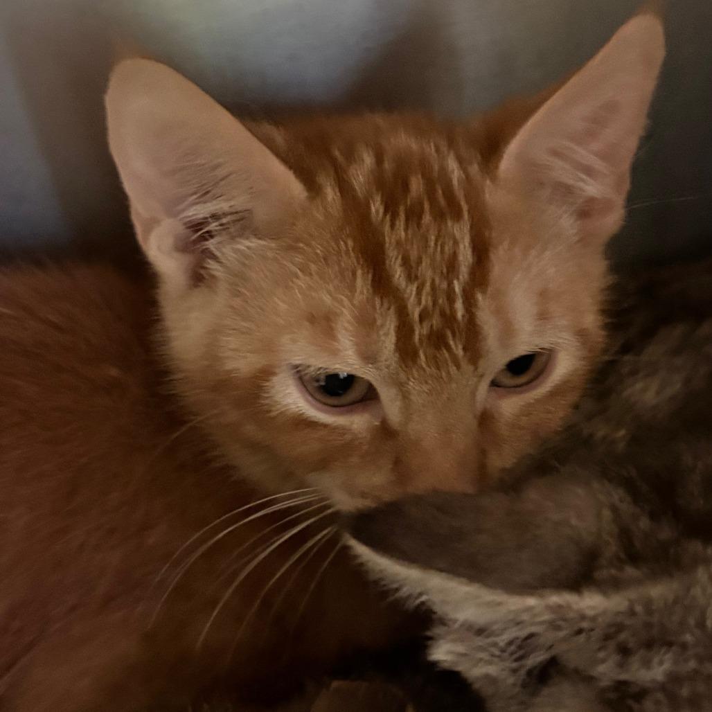 Sushi, Adoptable, Kitten Male Domestic Short Hair.