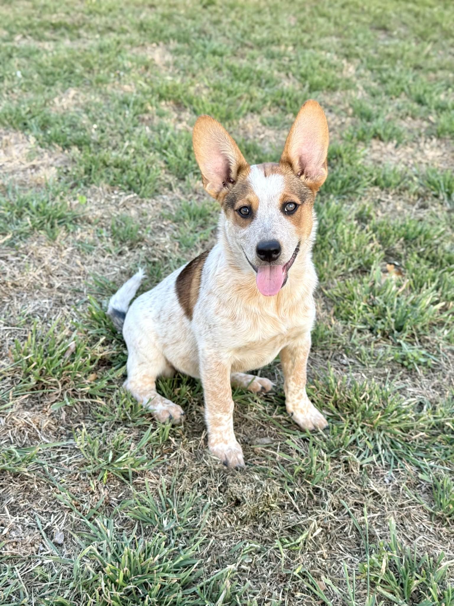 Hazel — thumbnail 2