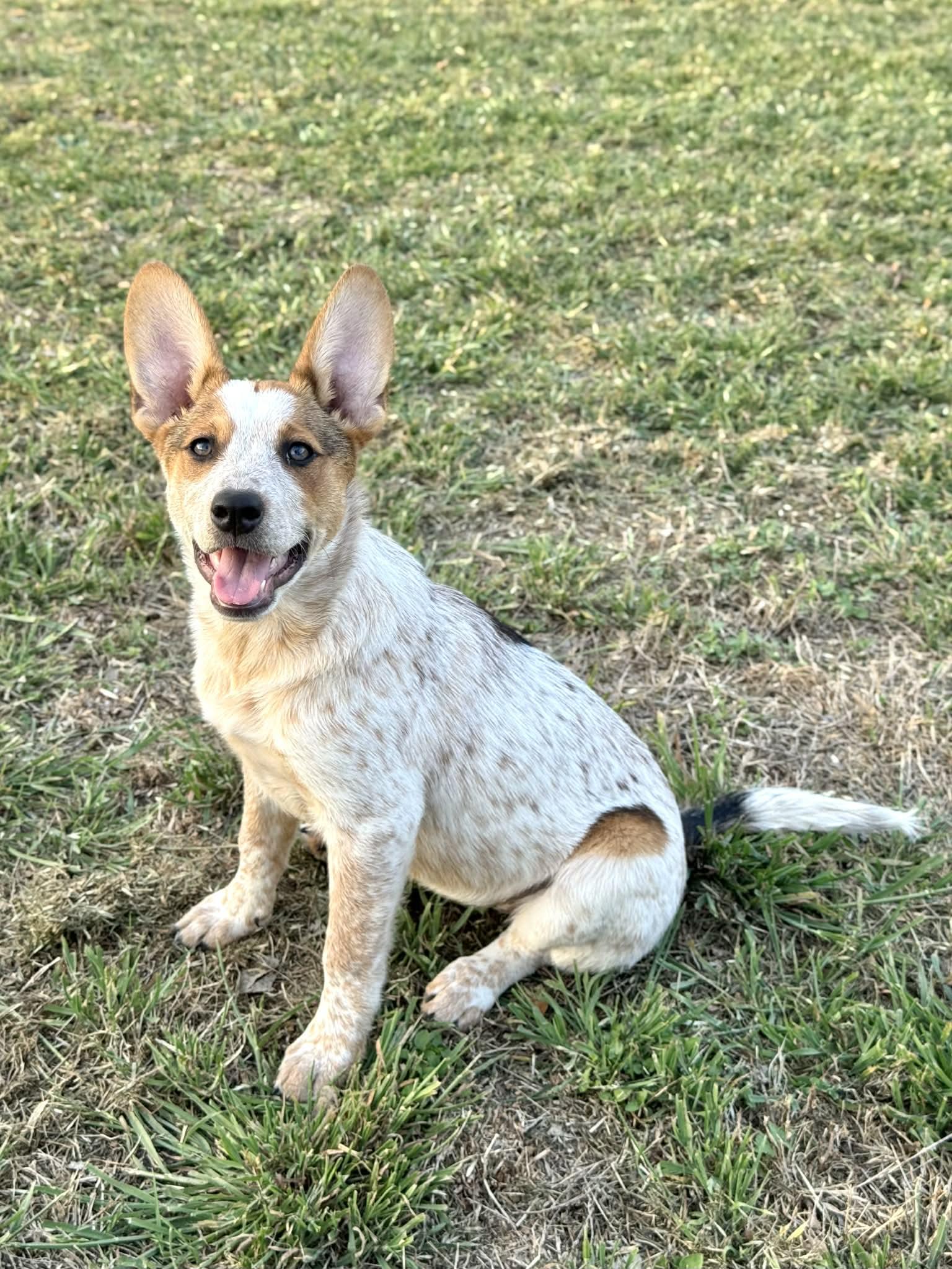 Hazel — thumbnail 3