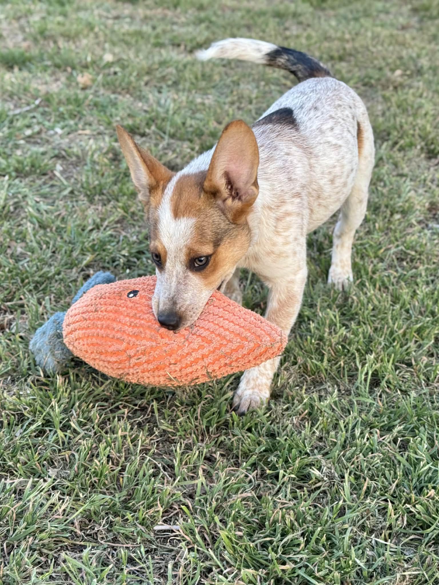 Hazel — thumbnail 5