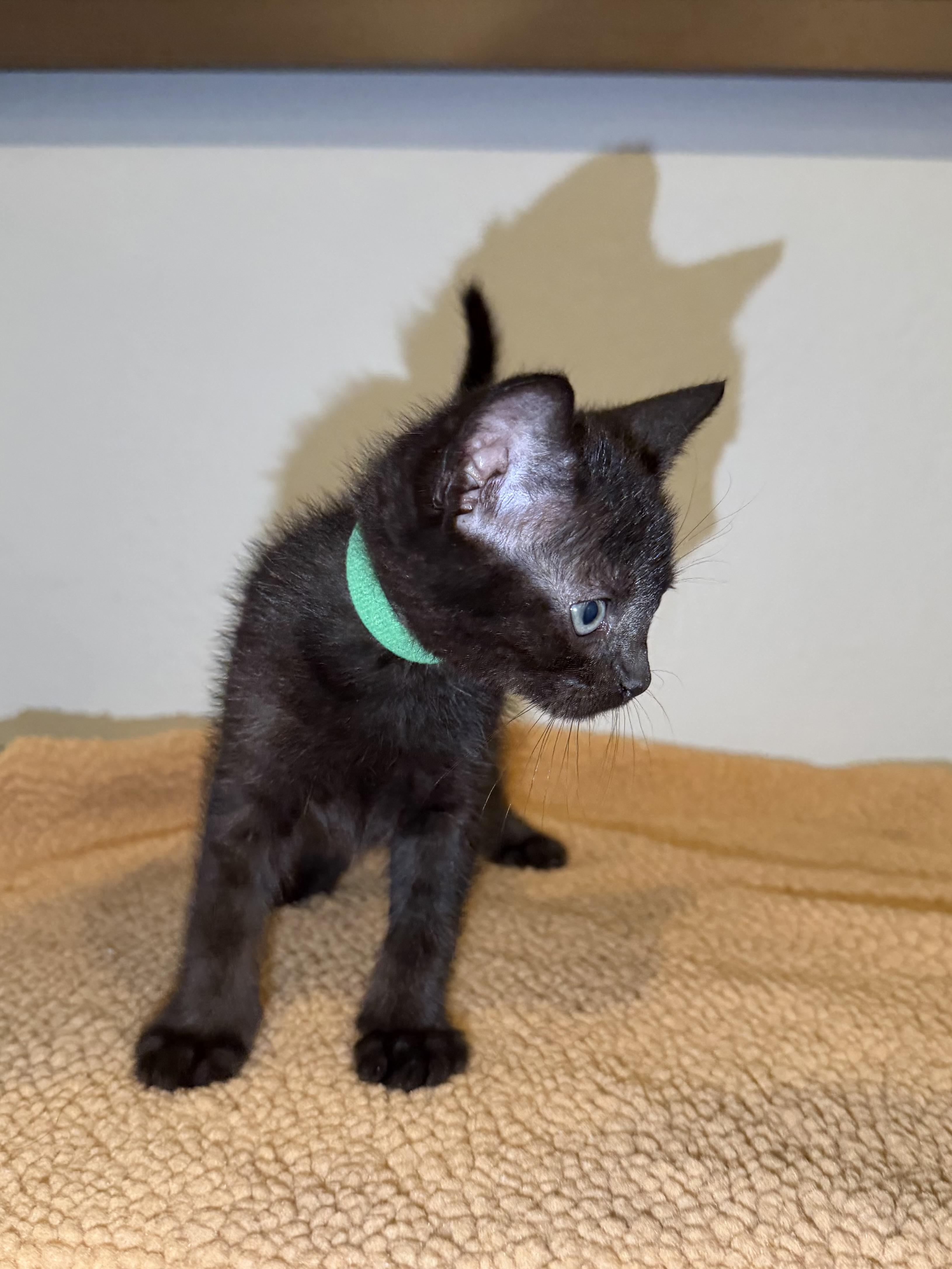 Enlarge Phoenix, a Adoptable Domestic Short Hair in Long Beach, CA image 2/3