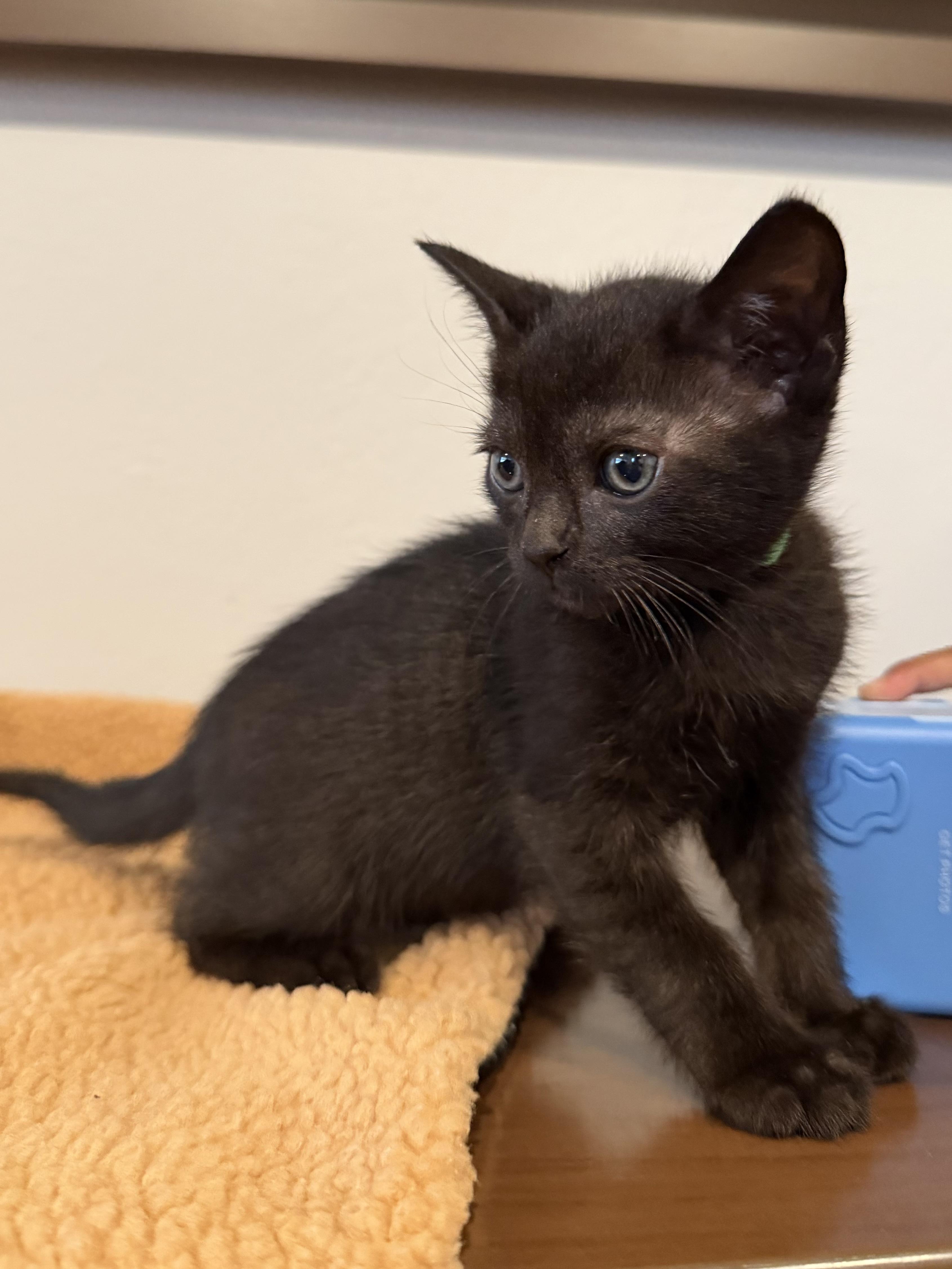 Enlarge Phoenix, a Adoptable Domestic Short Hair in Long Beach, CA image 1/3