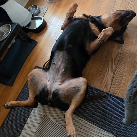 Kara, a Adoptable Rottweiler in Redmond, WA image 4/6