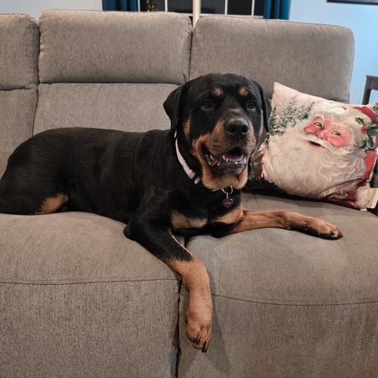 Kara, Adoptable, Adult Female Rottweiler.