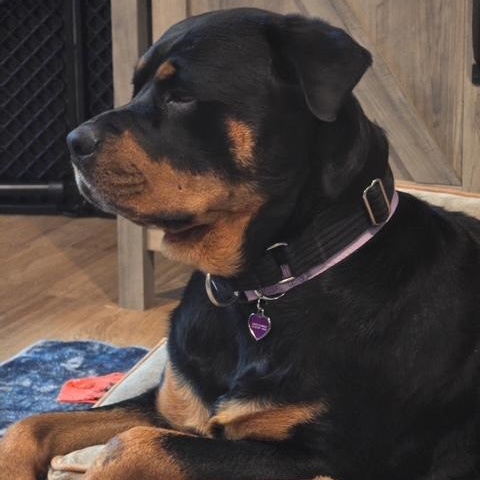 Kara, a Adoptable Rottweiler in Redmond, WA image 2/6