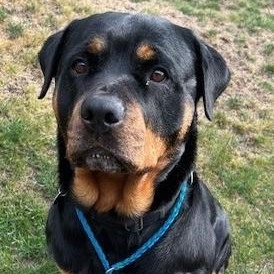 Kara, a Adoptable Rottweiler in Redmond, WA image 3/6