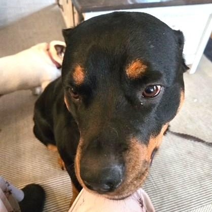 Kara, a Adoptable Rottweiler in Redmond, WA image 5/6